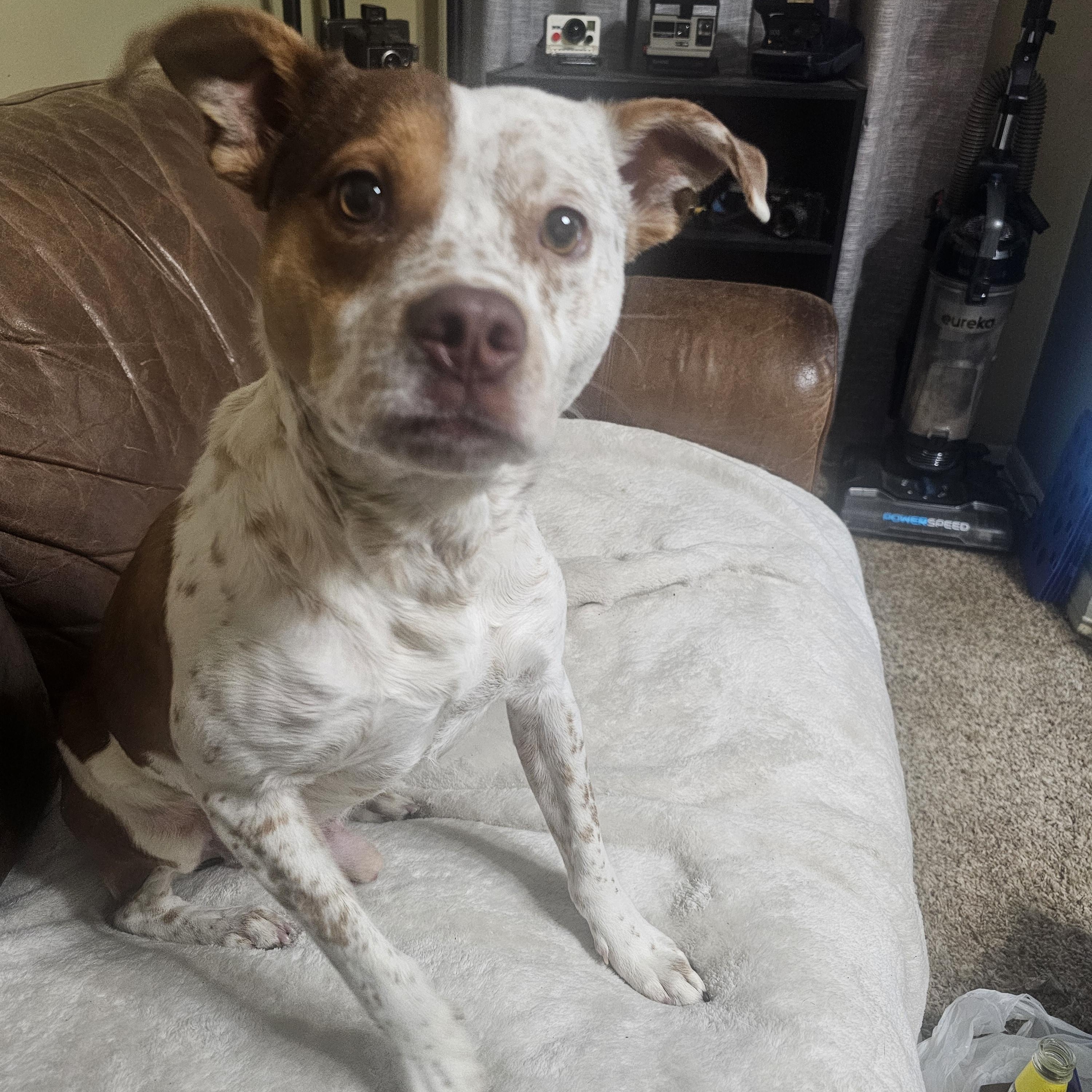 SKITTLES, an adopted mixed breed in TULSA, OK image 4/6
