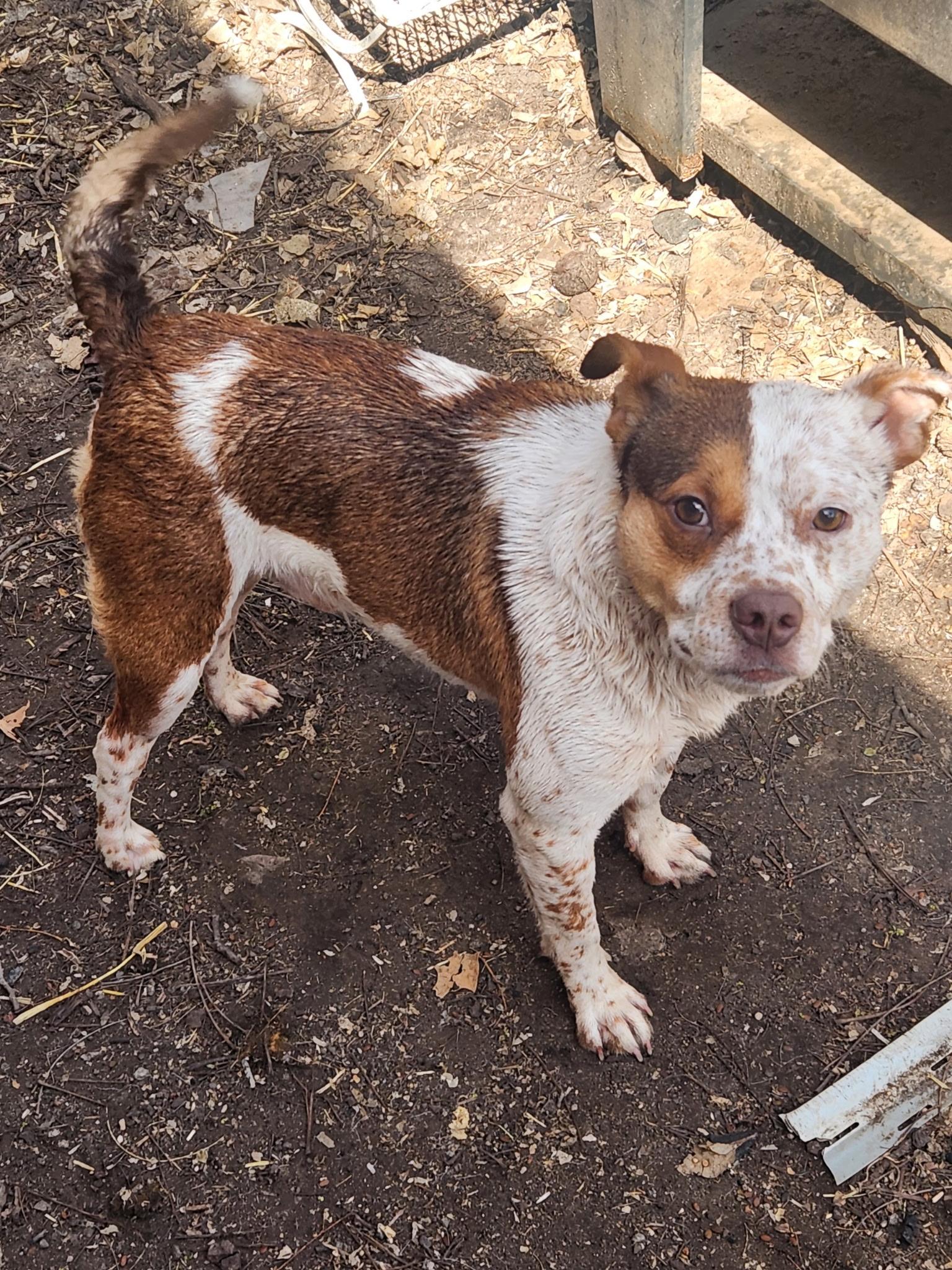 SKITTLES, an adopted mixed breed in TULSA, OK image 2/6