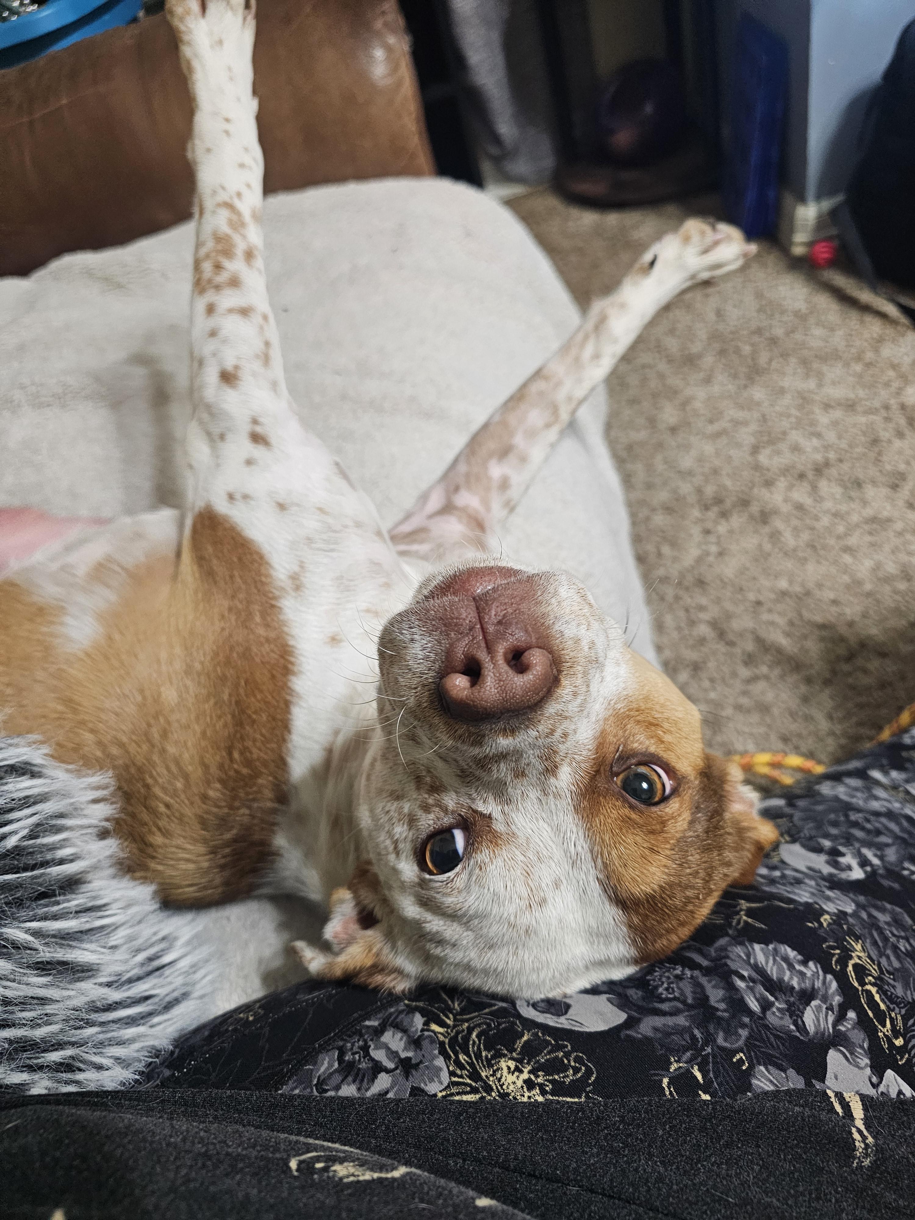 SKITTLES, an adopted mixed breed in TULSA, OK image 6/6