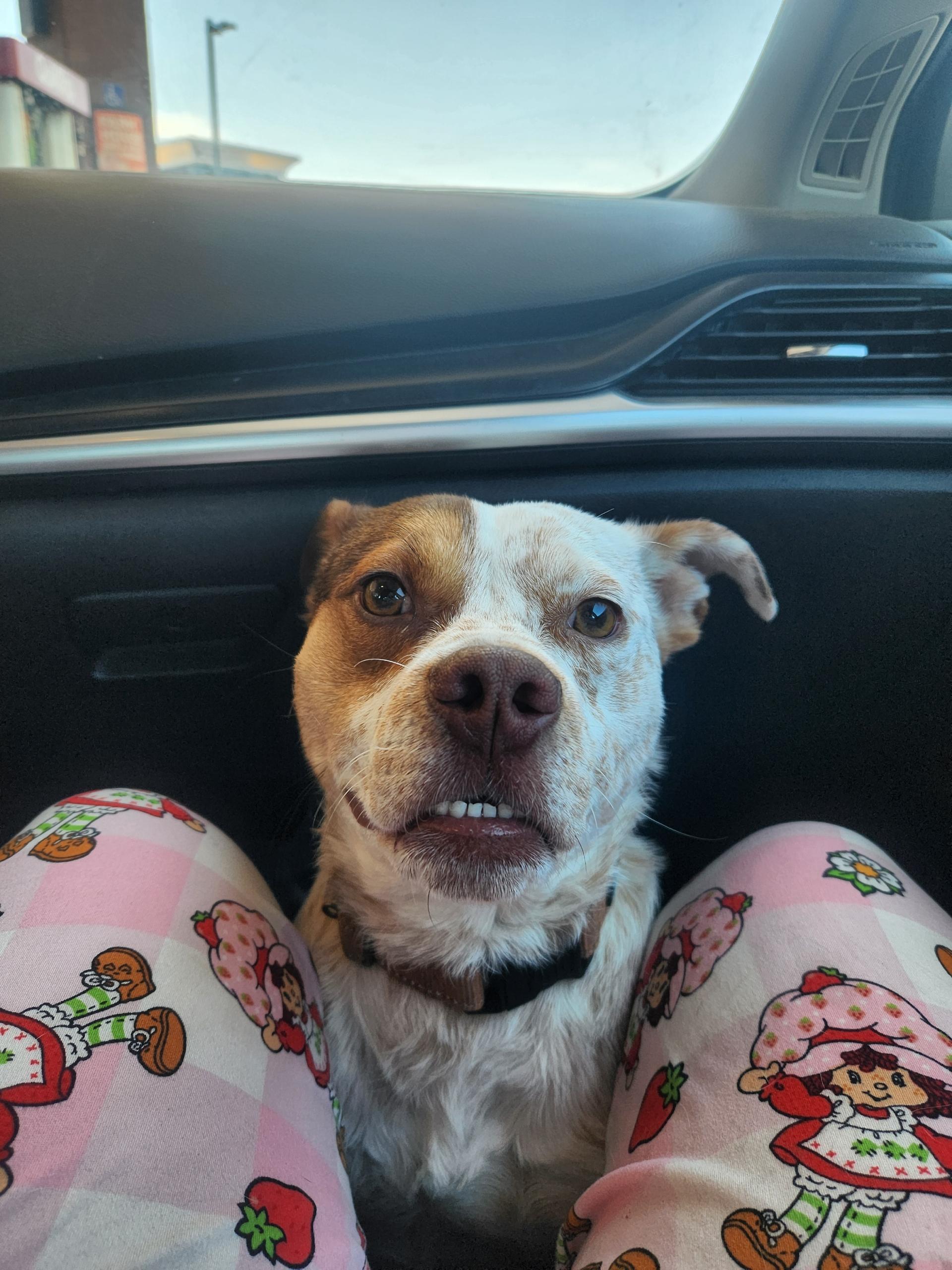 SKITTLES, adopted, Adult Male Cattle Dog.