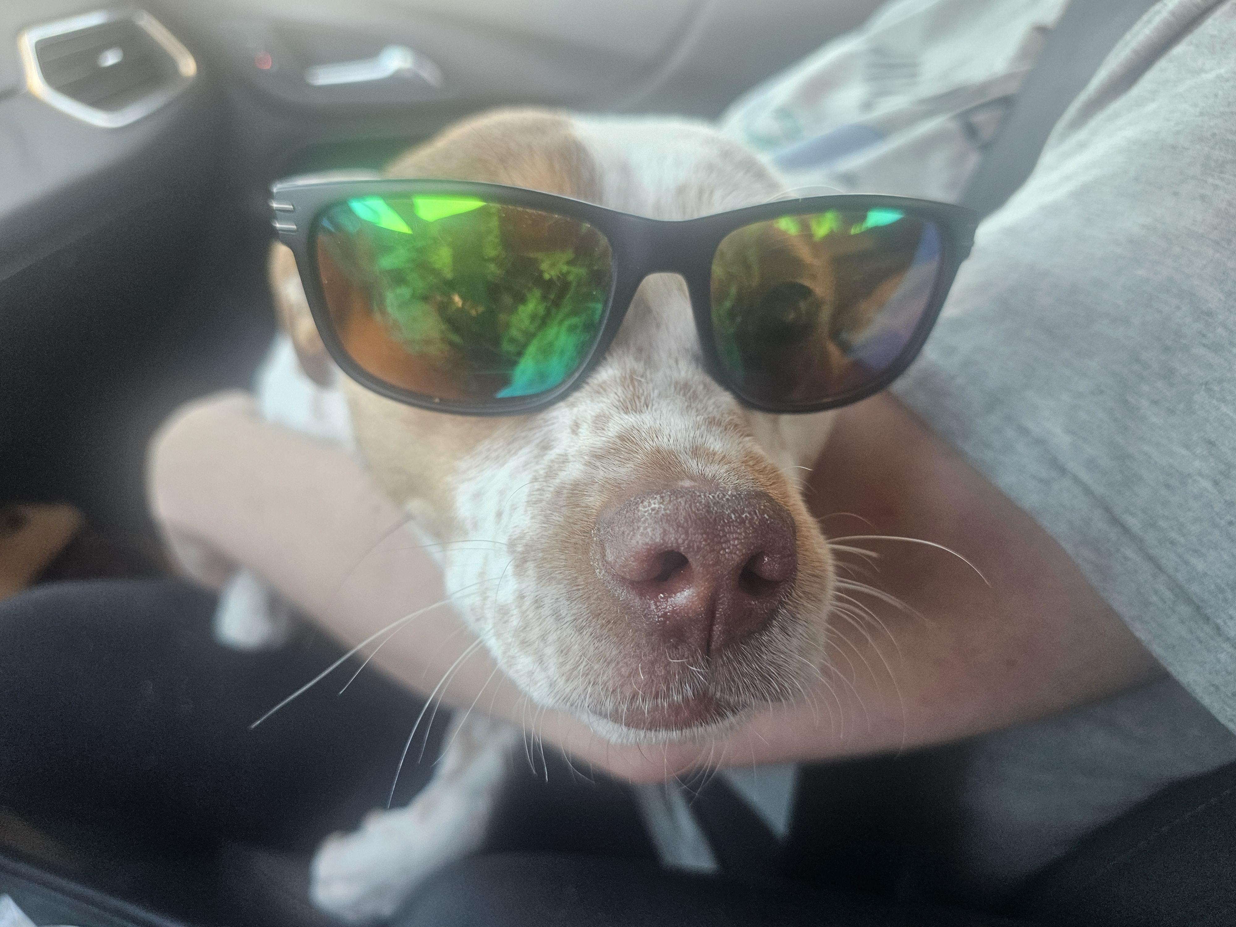 SKITTLES, an adopted mixed breed in TULSA, OK image 5/6