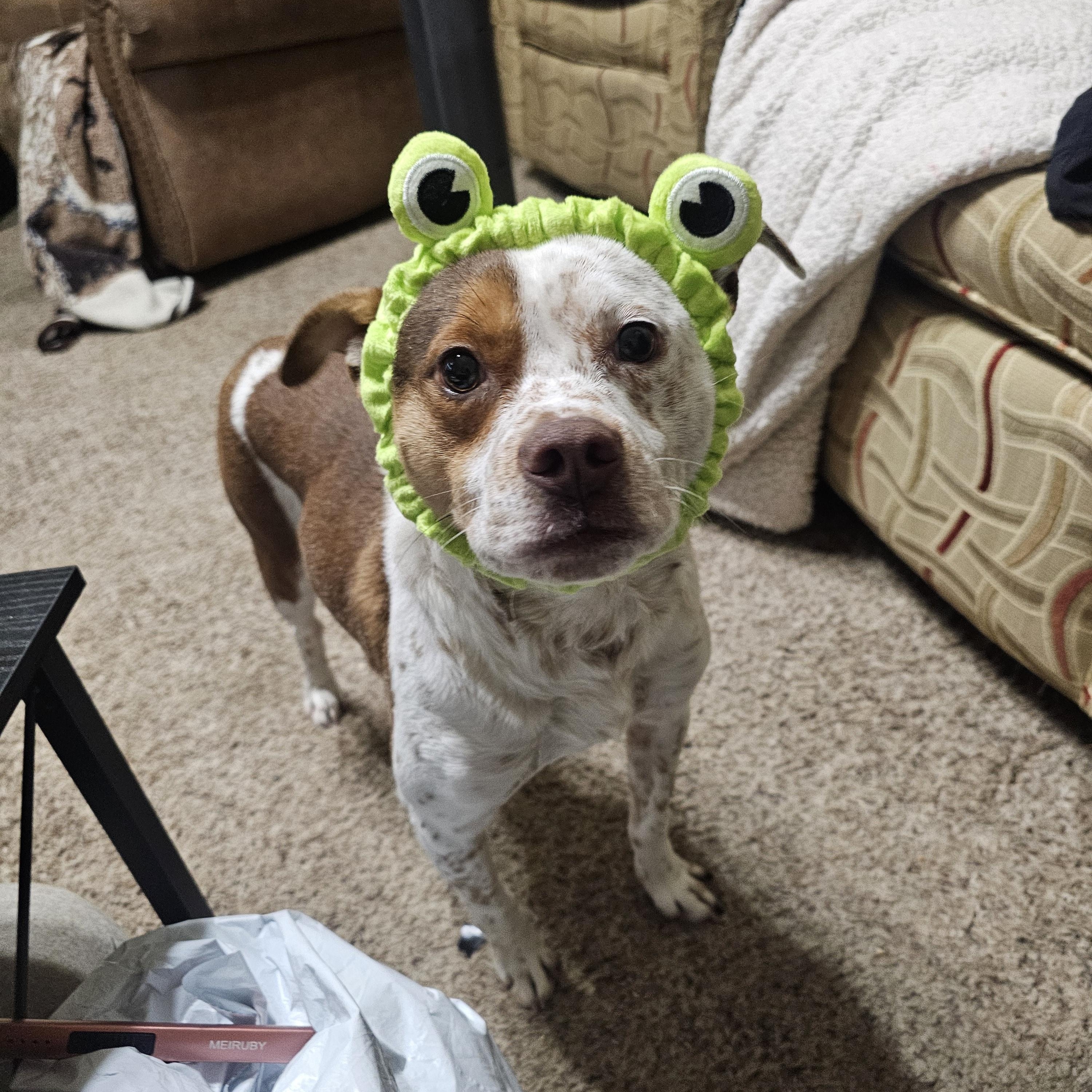 SKITTLES, an adopted mixed breed in TULSA, OK image 3/6
