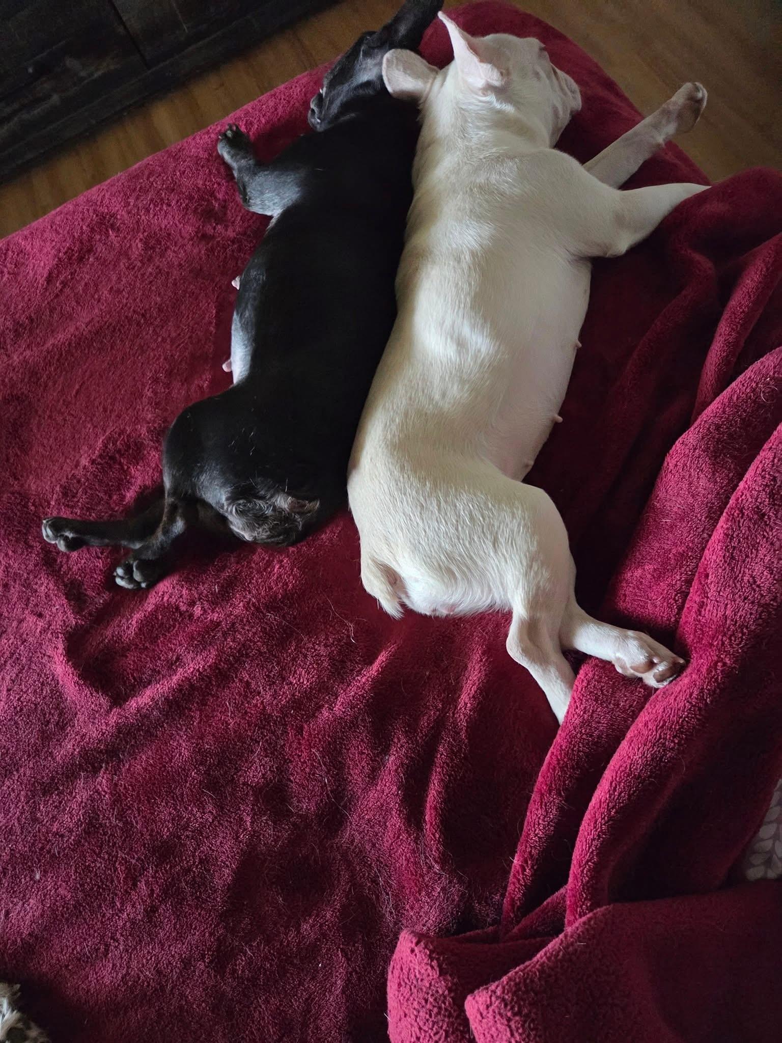 Lilo, adopted, Adult Female French Bulldog.