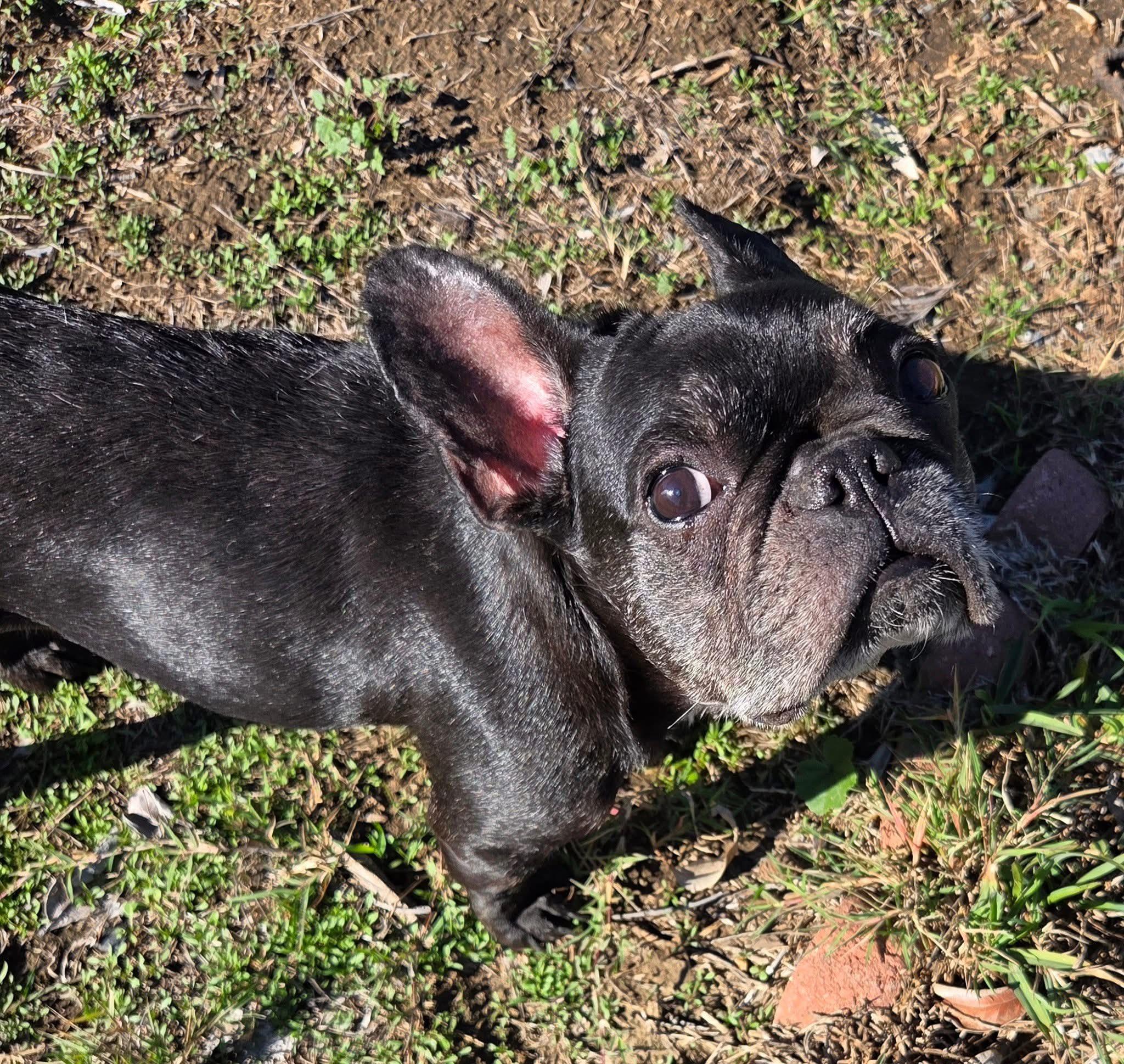 Lilo, ADOPTABLE, Adult Female French Bulldog.