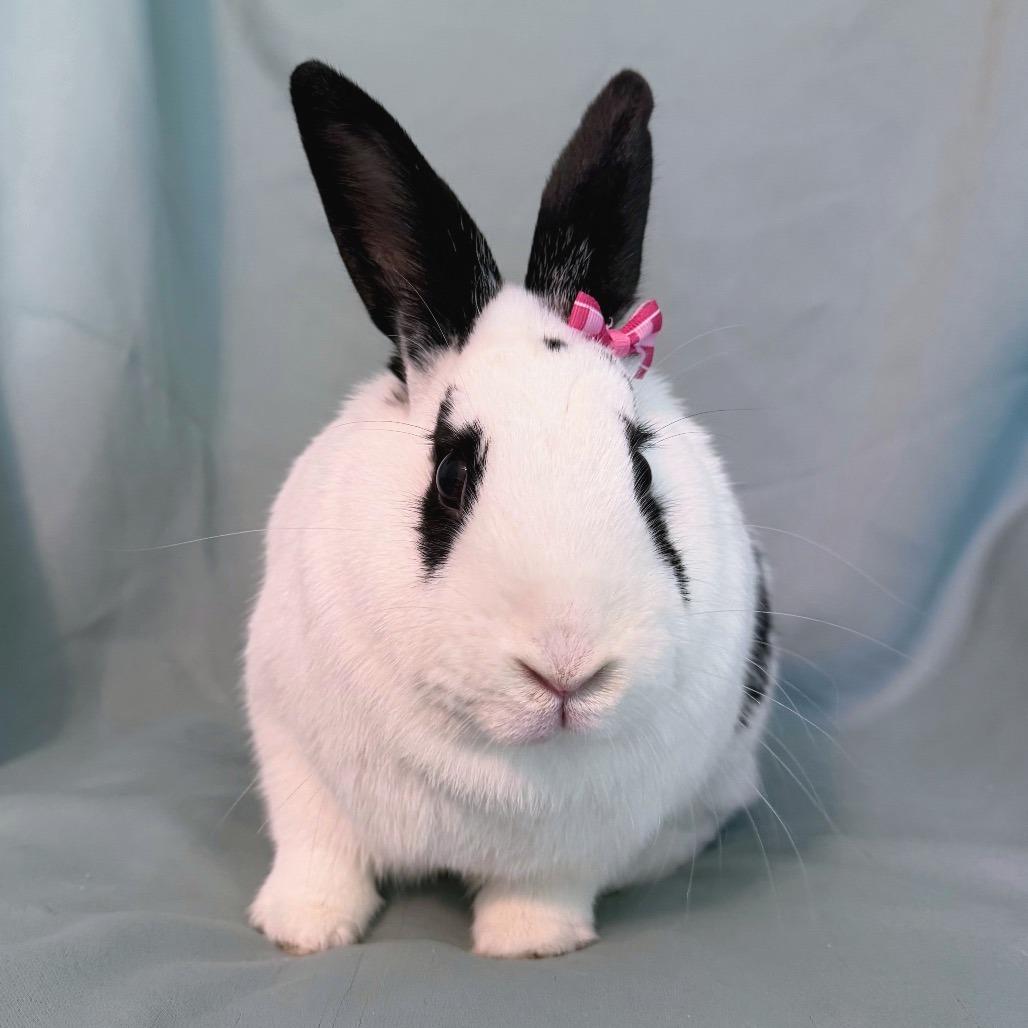 Enlarge Pimento (bonded to Bell), a Adoptable English Spot in Columbia, MD image 2/4