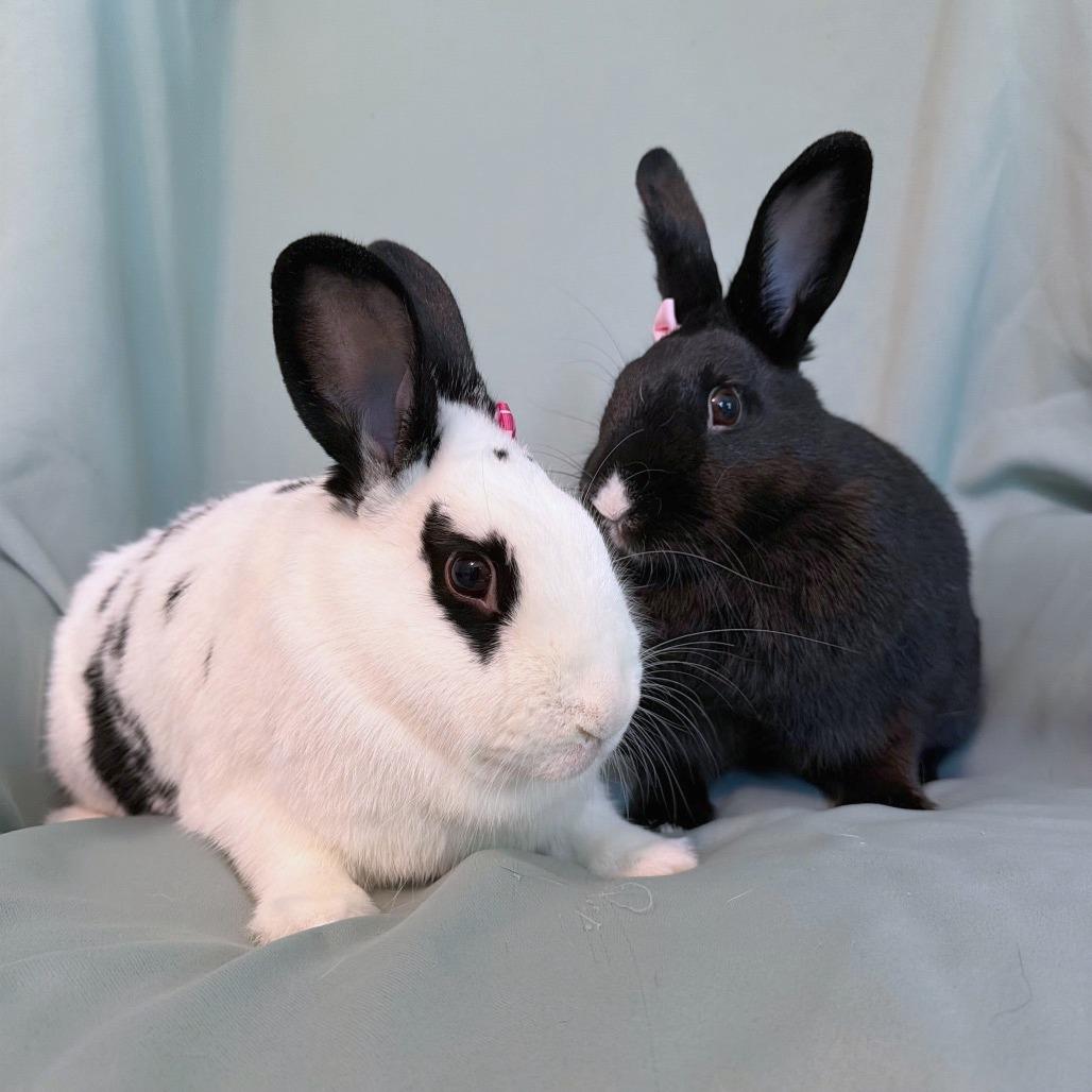 Enlarge Pimento (bonded to Bell), a Adoptable English Spot in Columbia, MD image 1/4