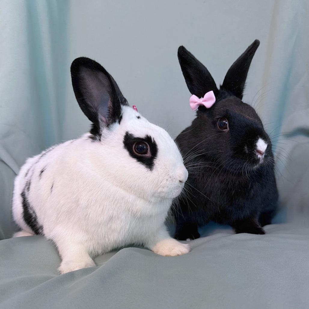 Enlarge Pimento (bonded to Bell), a Adoptable English Spot in Columbia, MD image 3/4