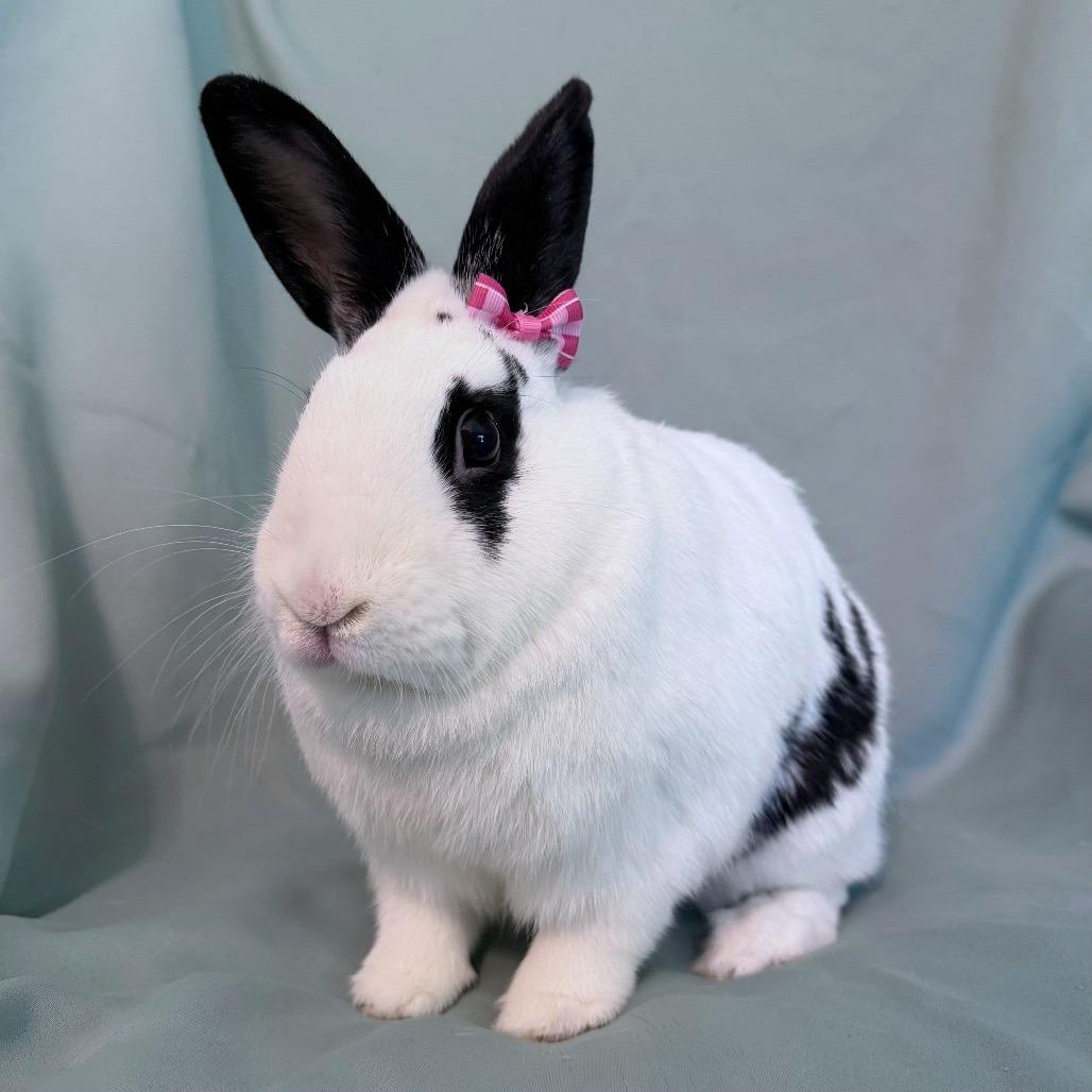 Enlarge Pimento (bonded to Bell), a Adoptable English Spot in Columbia, MD image 4/4