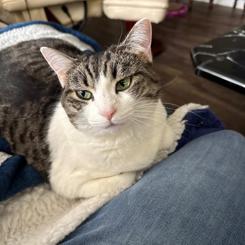 *Cher, Adoptable, Adult Female Domestic Short Hair.