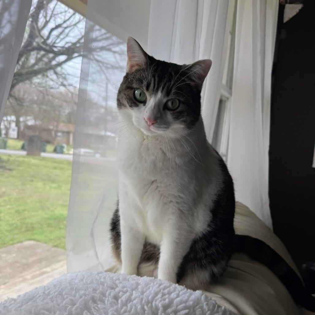 Enlarge *Cher, a Adoptable Domestic Short Hair in Huntsville, AL image 2/6