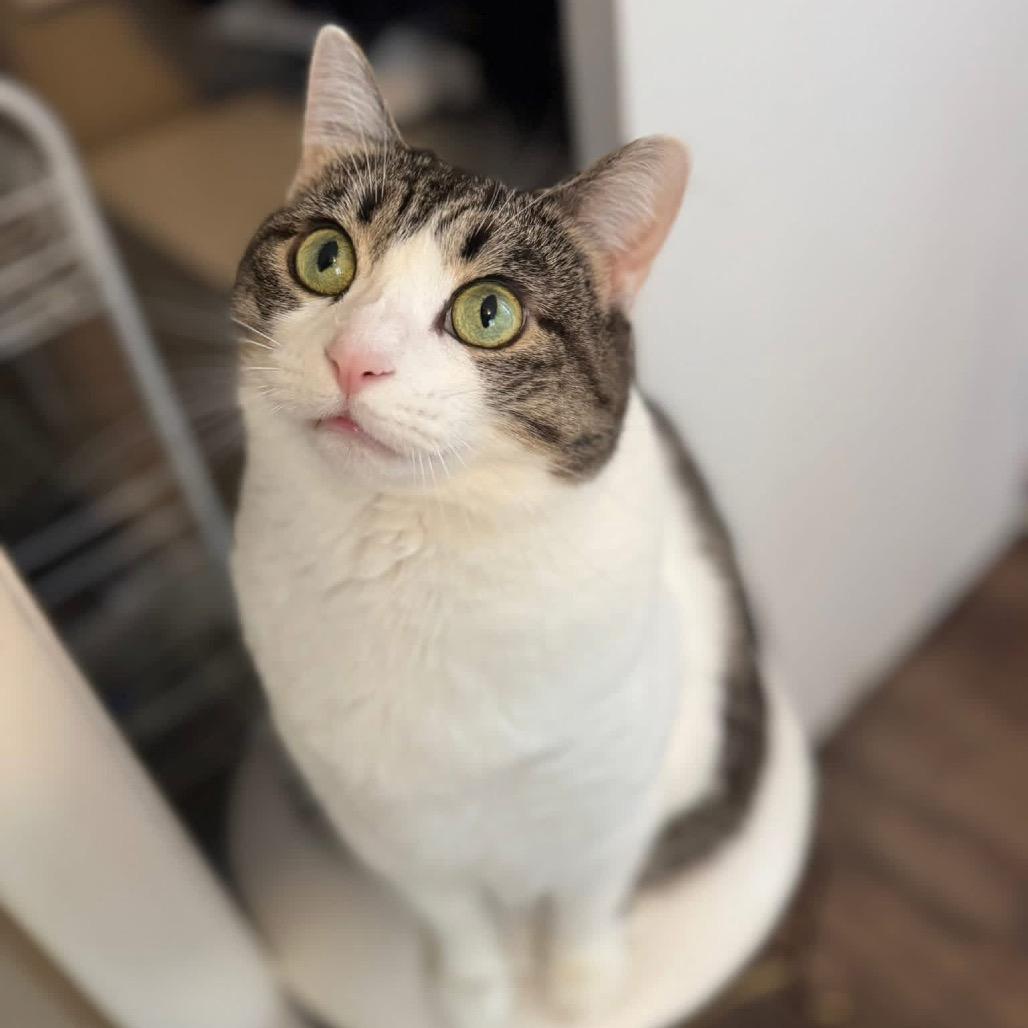 Enlarge *Cher, a Adoptable Domestic Short Hair in Huntsville, AL image 3/6