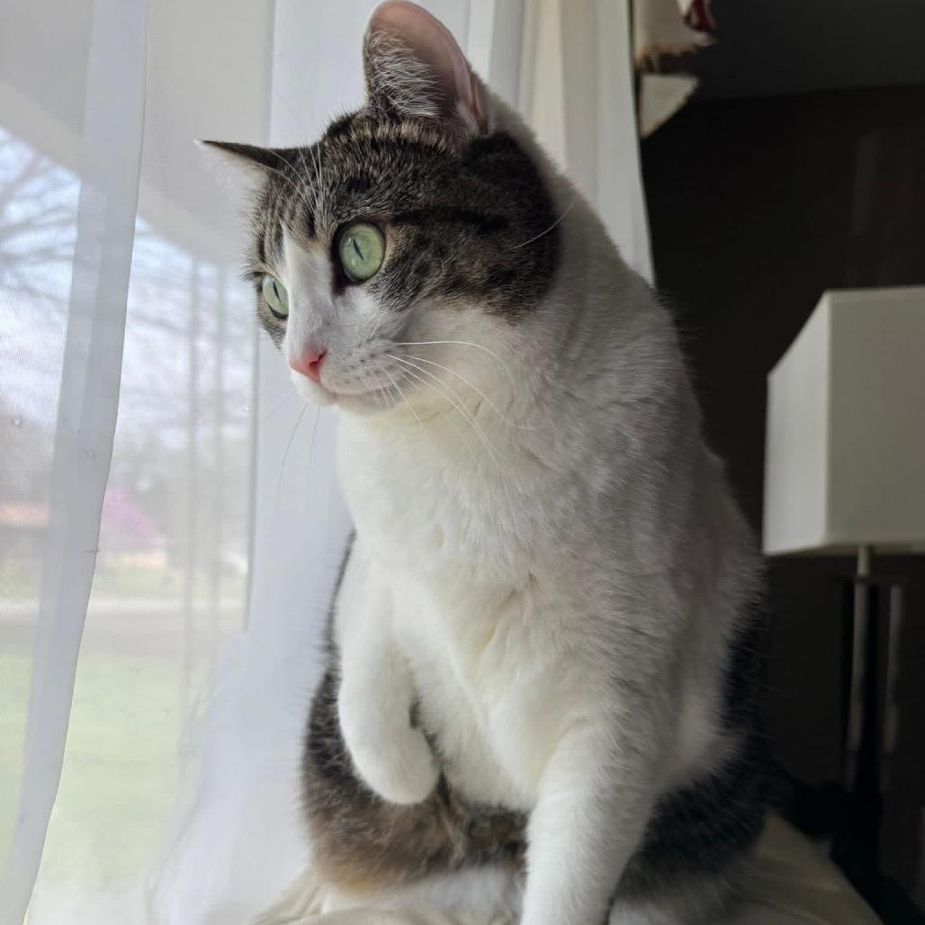 Enlarge *Cher, a Adoptable Domestic Short Hair in Huntsville, AL image 4/6