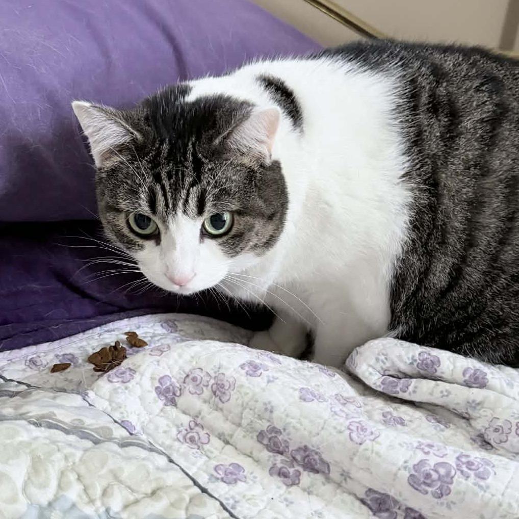 Cher, Adoptable, Adult Female Domestic Short Hair.