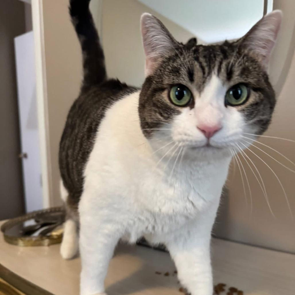 Enlarge *Cher, a Adoptable Domestic Short Hair in Huntsville, AL image 6/6