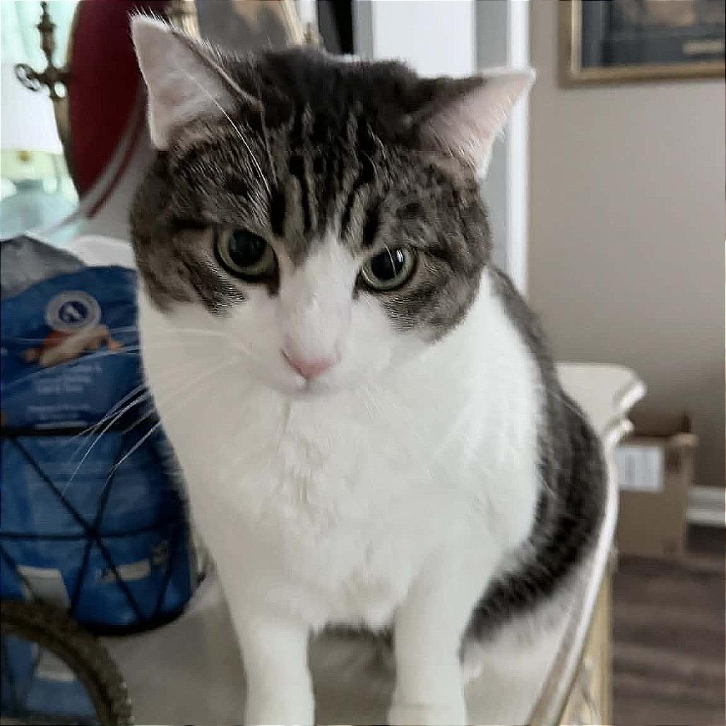 Enlarge Cher, a Adoptable Domestic Short Hair in Huntsville, AL image 2/3