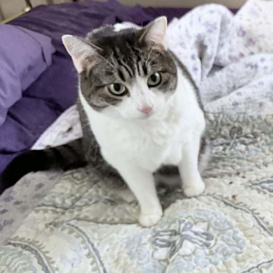 Enlarge Cher, a Adoptable Domestic Short Hair in Huntsville, AL image 3/3