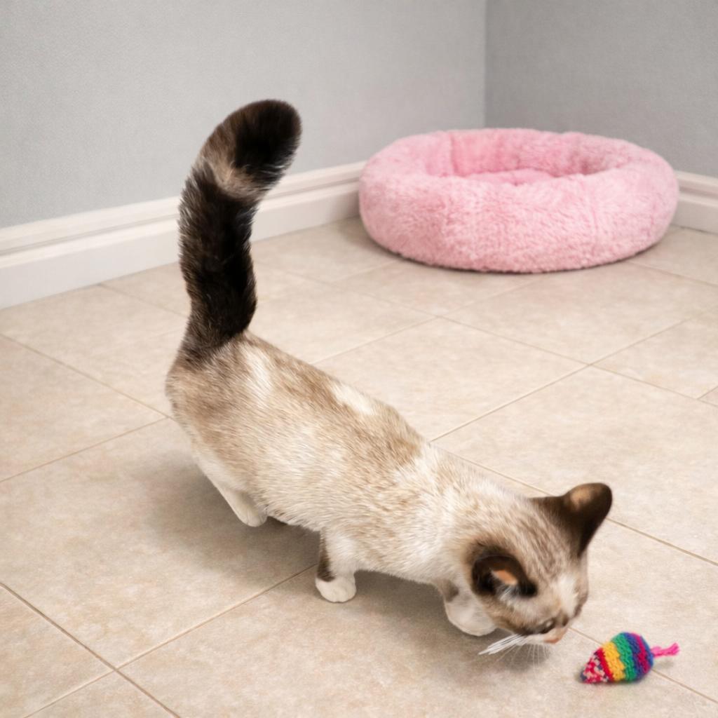 Enlarge Pheobe – Blue-Eyed Snowshoe Sweetheart with a Playful Spirit, a ADOPTABLE mixed breed in Hillsboro, TX image 3/5