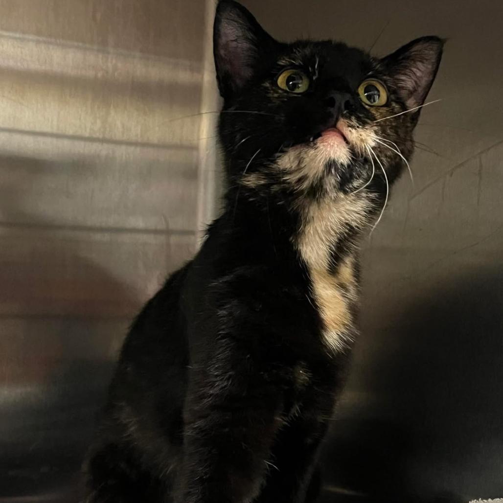 Sydney, Adoptable, Adult Female Domestic Short Hair.