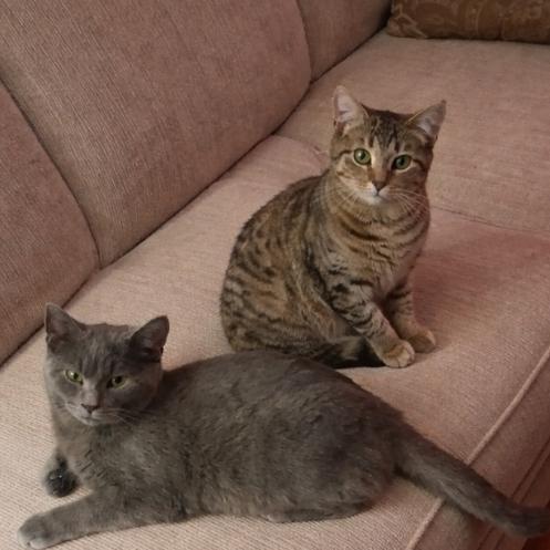 Enlarge Stripey, a Adoptable Domestic Short Hair in Canton, IL image 1/5