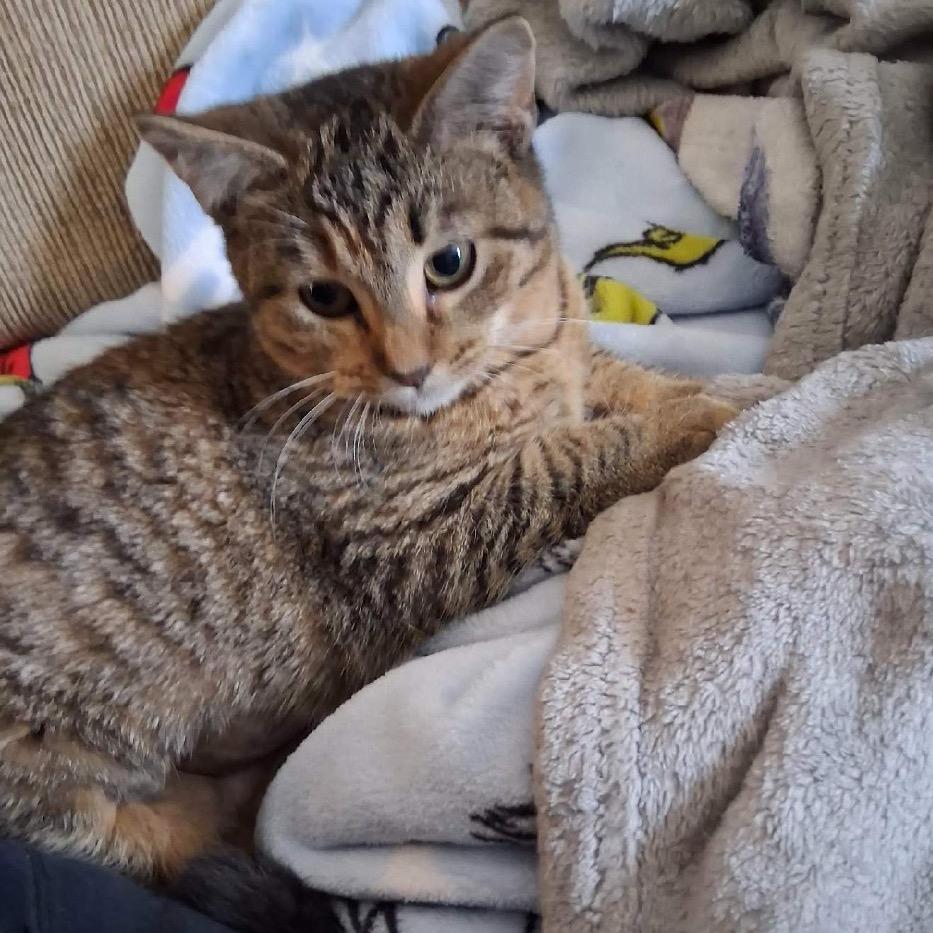 Stripey, Adoptable, Young Female Domestic Short Hair.