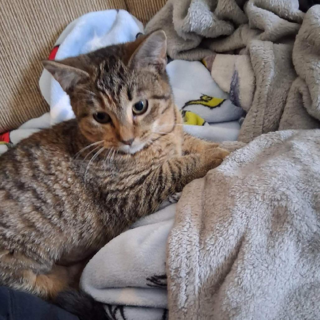 Stripey, Adoptable, Young Female Domestic Short Hair.