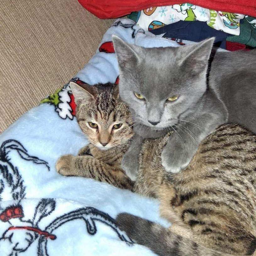 Enlarge Stripey, a Adoptable Domestic Short Hair in Canton, IL image 2/3