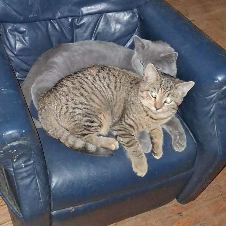 Enlarge Stripey, a Adoptable Domestic Short Hair in Canton, IL image 3/3