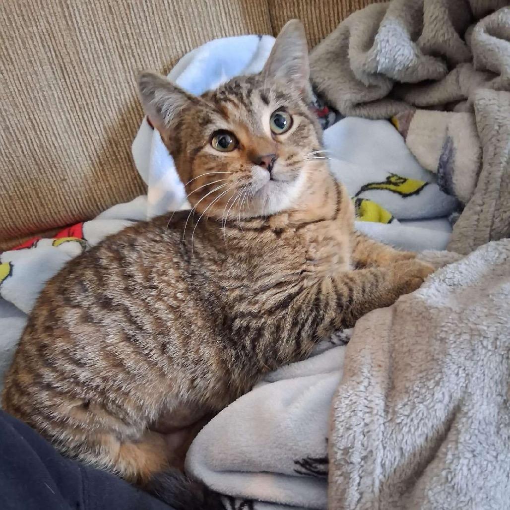 Enlarge Stripey, a Adoptable Domestic Short Hair in Canton, IL image 5/5