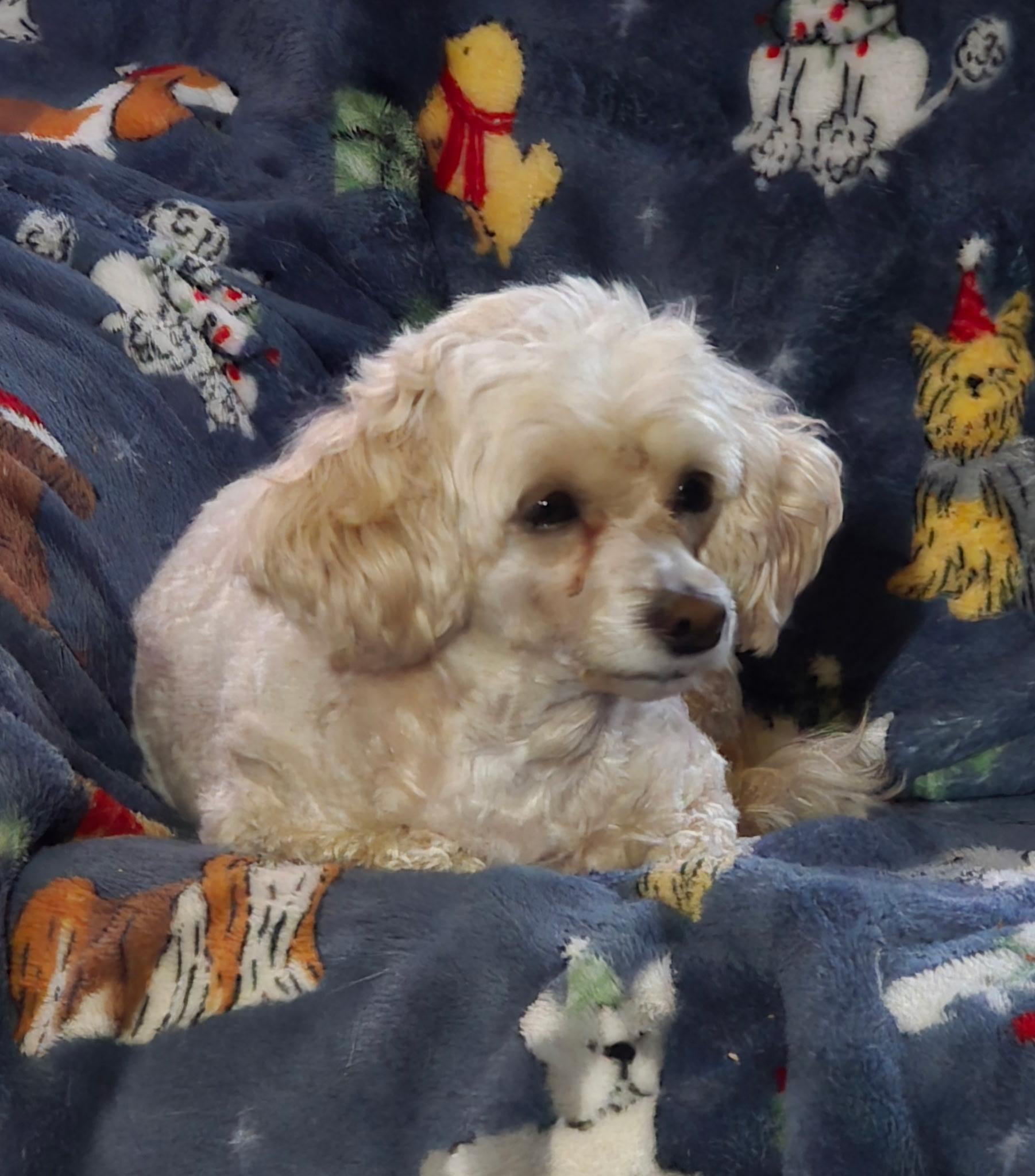 Enlarge Honey, a ADOPTABLE mixed breed in Overland Park, KS image 2/5