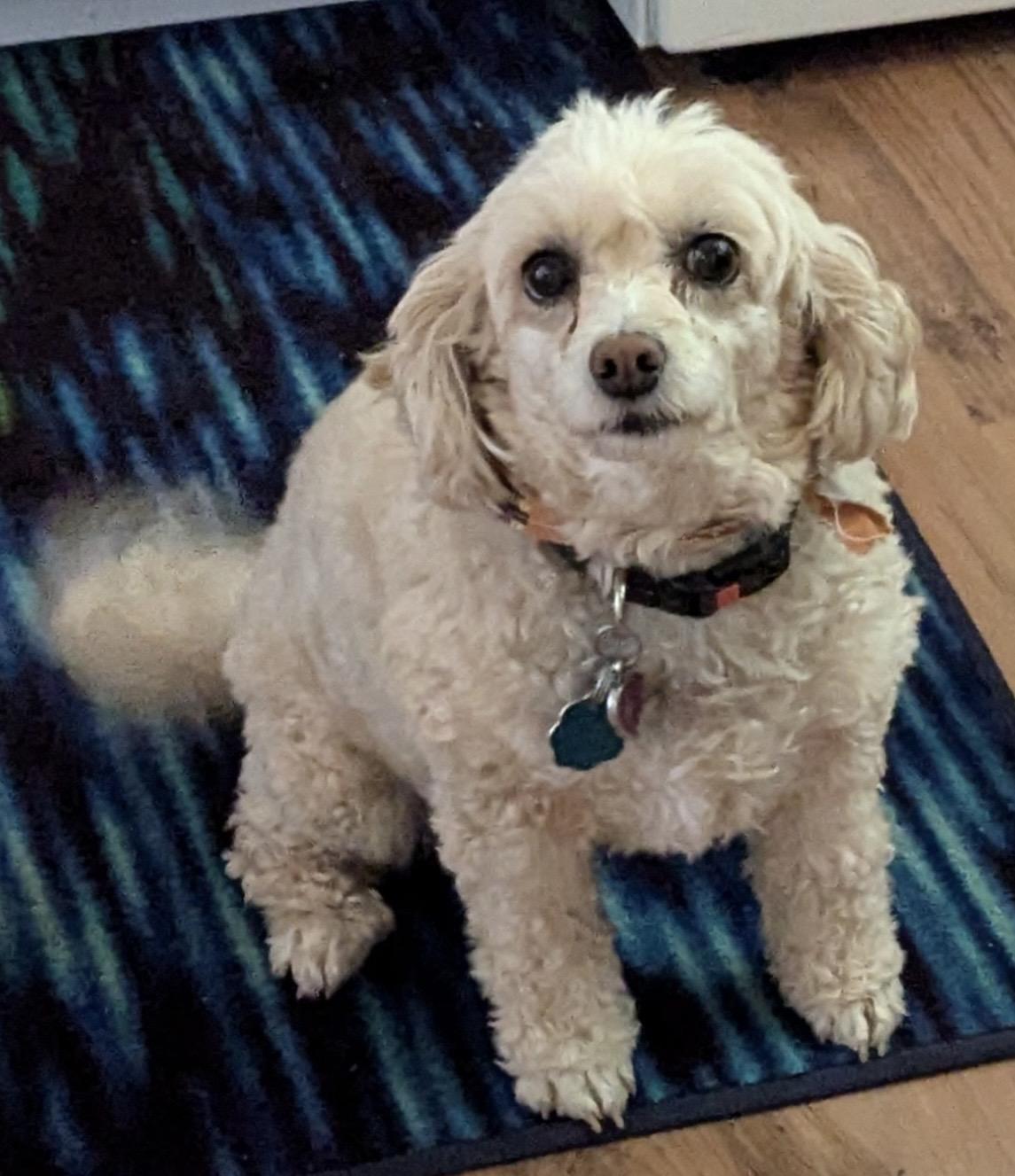 Enlarge Honey, a ADOPTABLE mixed breed in Overland Park, KS image 2/4