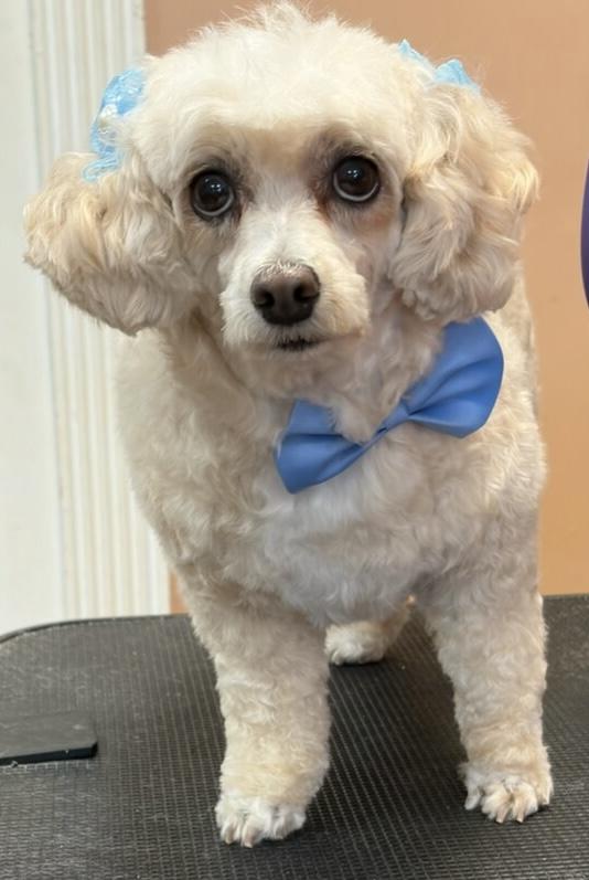 Enlarge Honey, a ADOPTABLE mixed breed in Overland Park, KS image 1/4