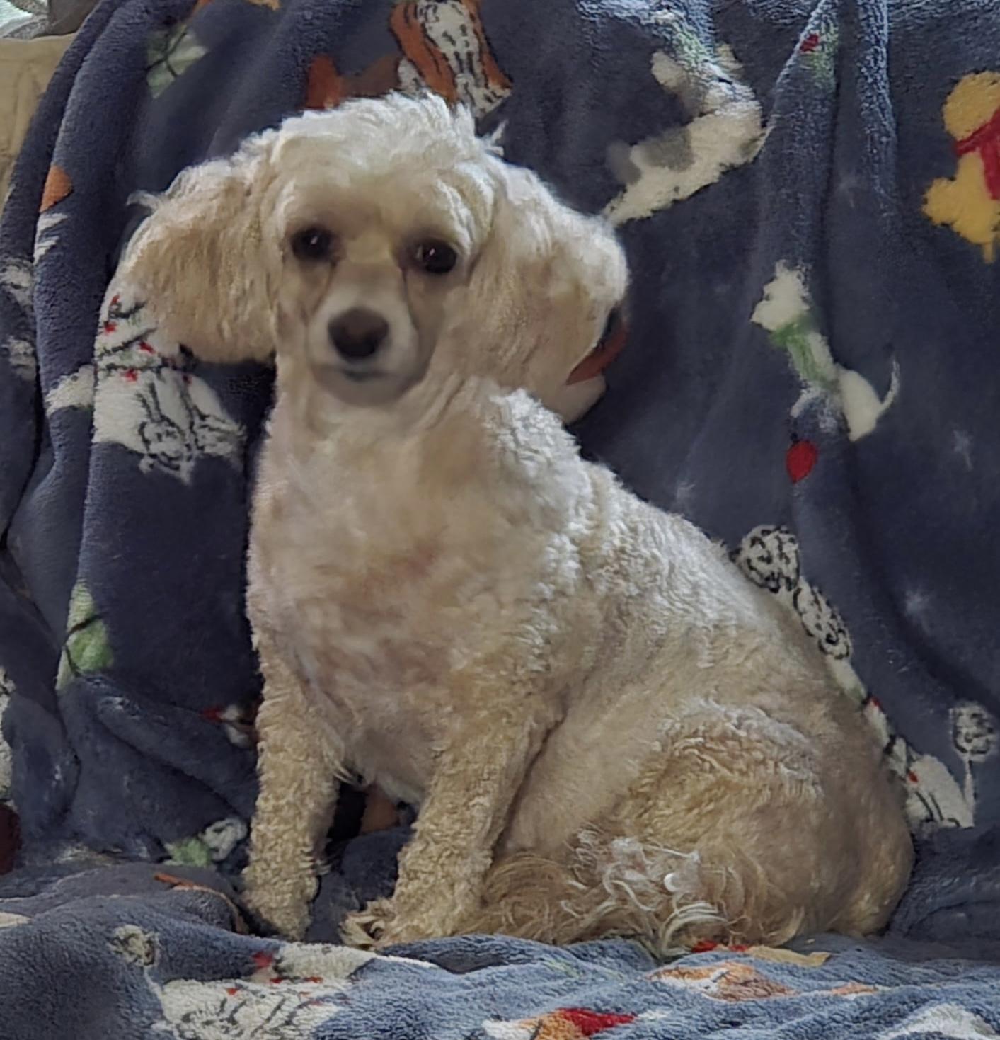 Honey, ADOPTABLE, Adult Female Cavalier King Charles Spaniel & Poodle.