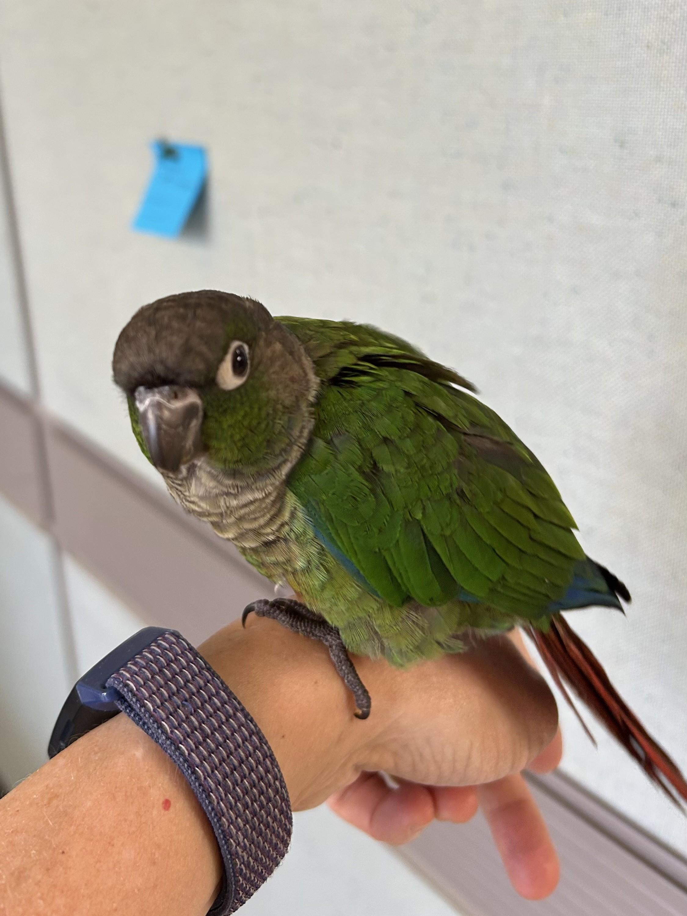Avocado, adopted, Young Female Conure.