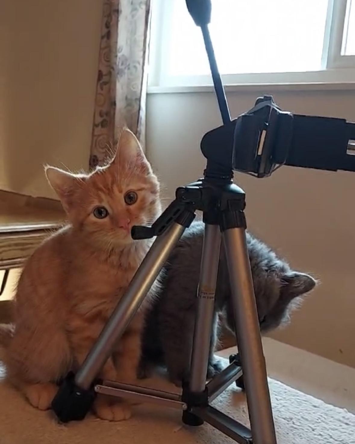 Jersey, an adopted Domestic Medium Hair in Colorado Springs, CO image 1/6