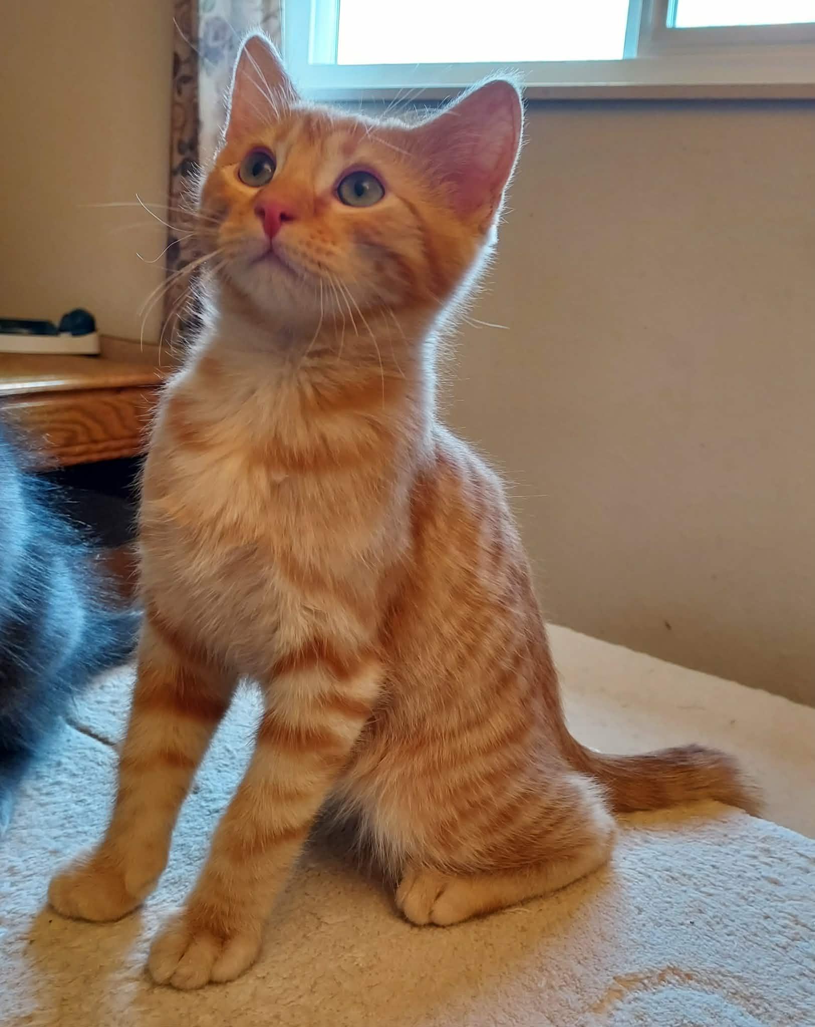 Jersey, an adopted Domestic Medium Hair in Colorado Springs, CO image 5/6