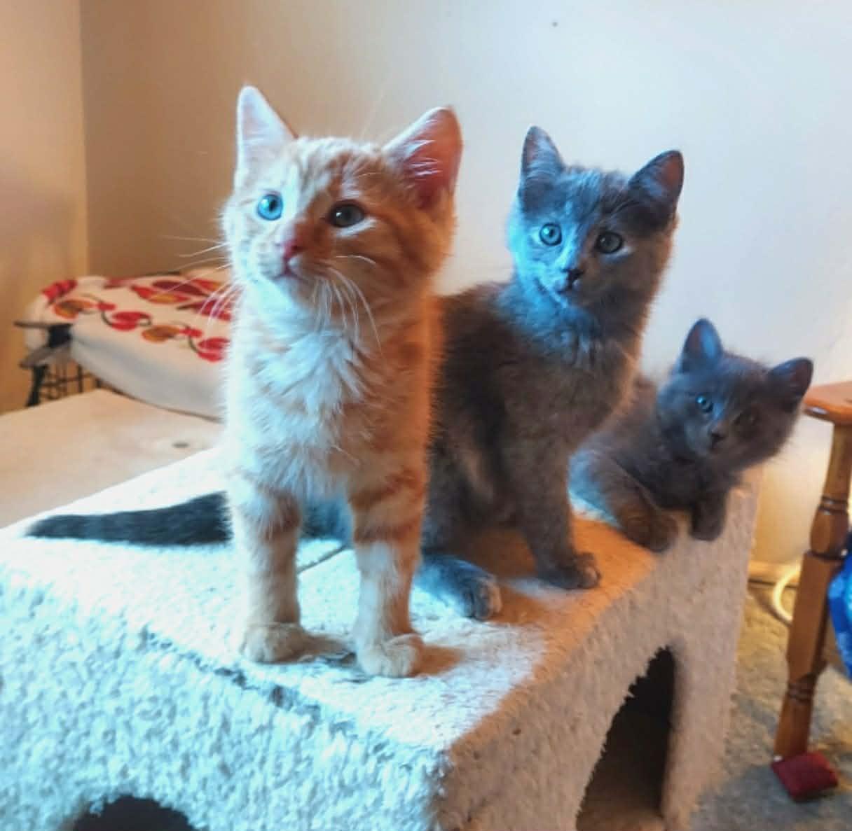 Jersey, an adopted Domestic Medium Hair in Colorado Springs, CO image 3/6