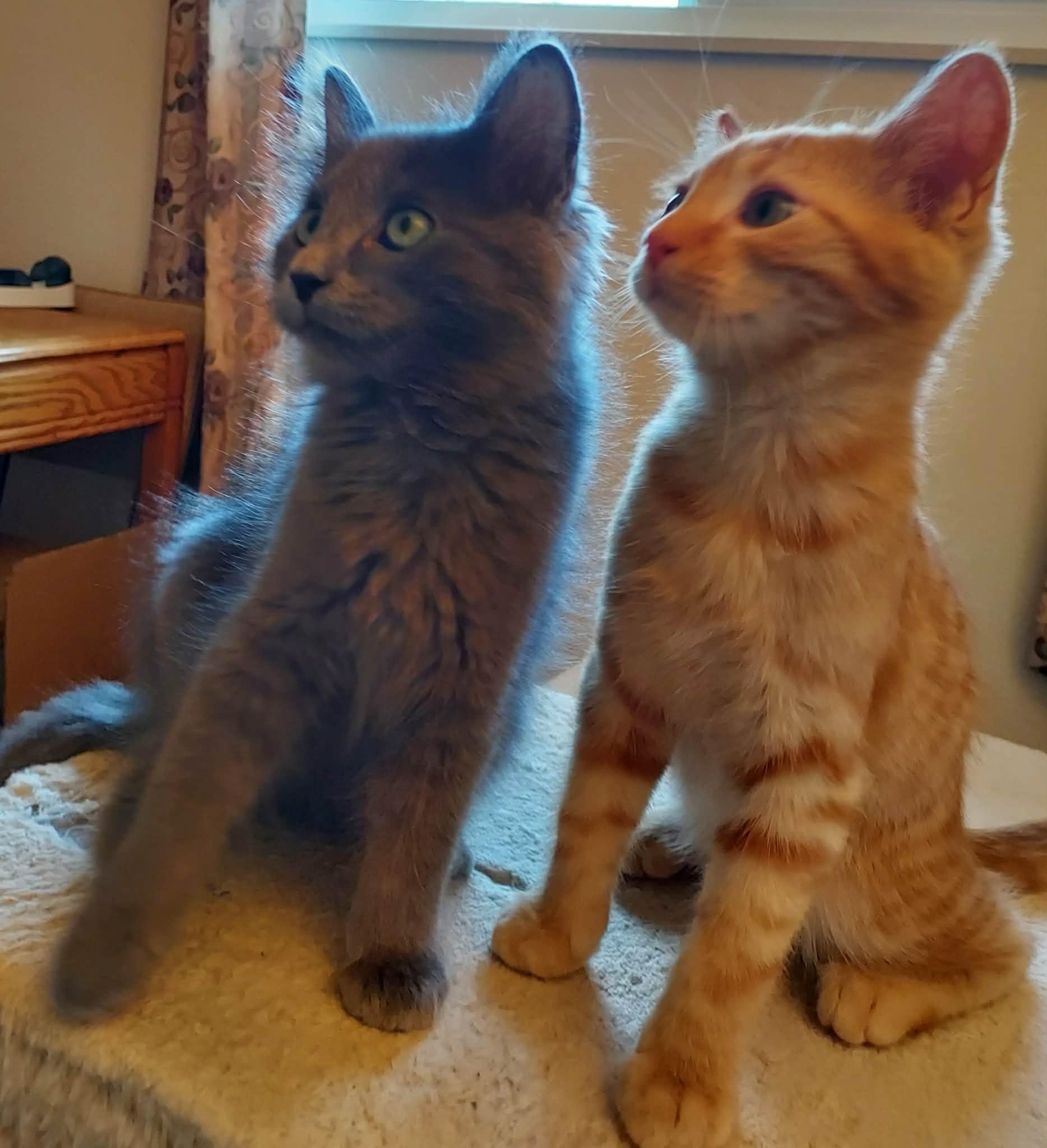 Jersey, an adopted Domestic Medium Hair in Colorado Springs, CO image 6/6