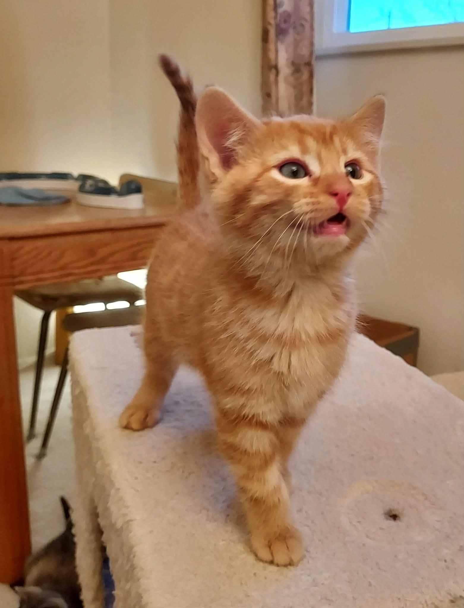 Jersey, an adopted Domestic Medium Hair in Colorado Springs, CO image 2/6