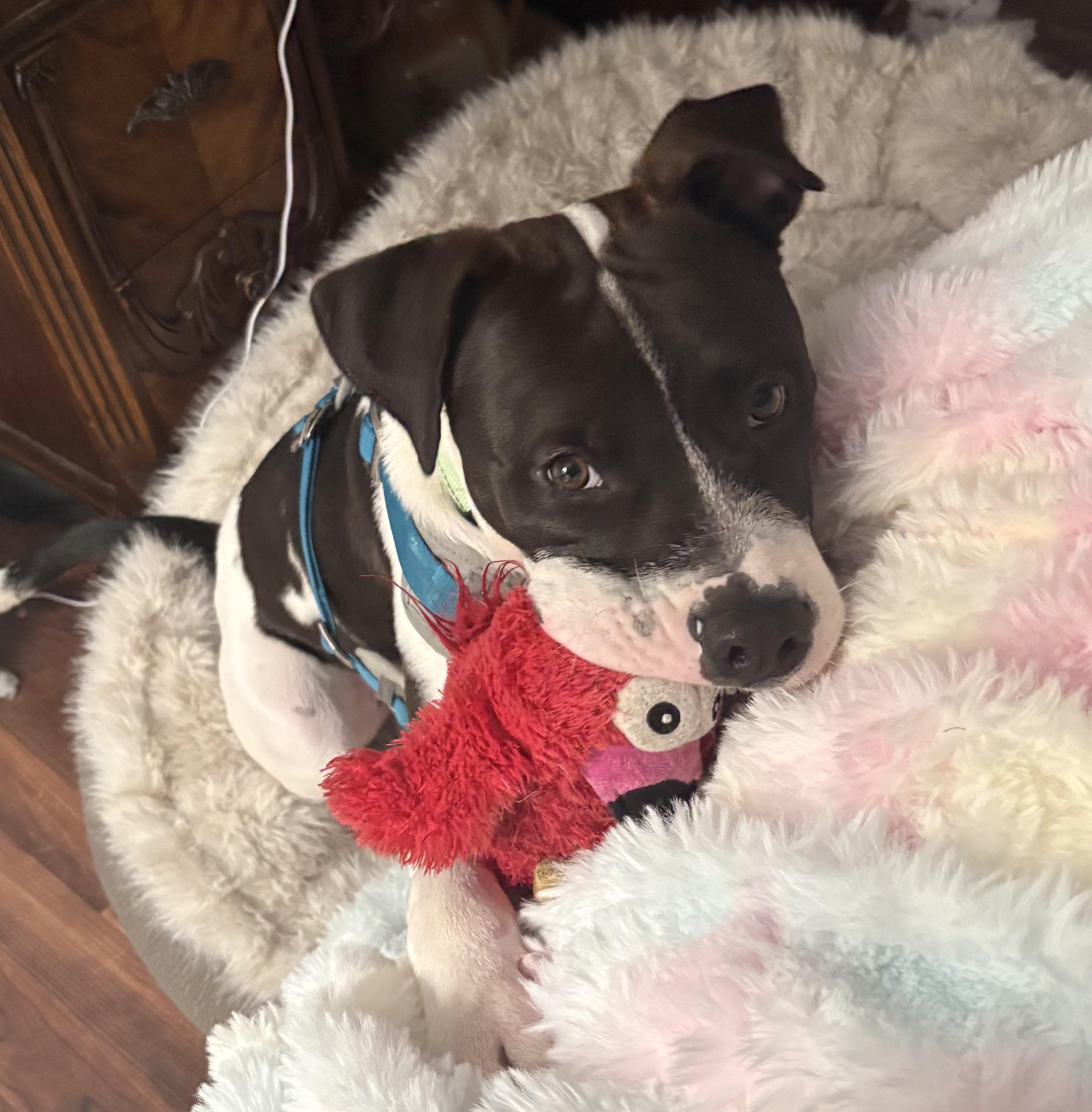 Caesar — thumbnail 2