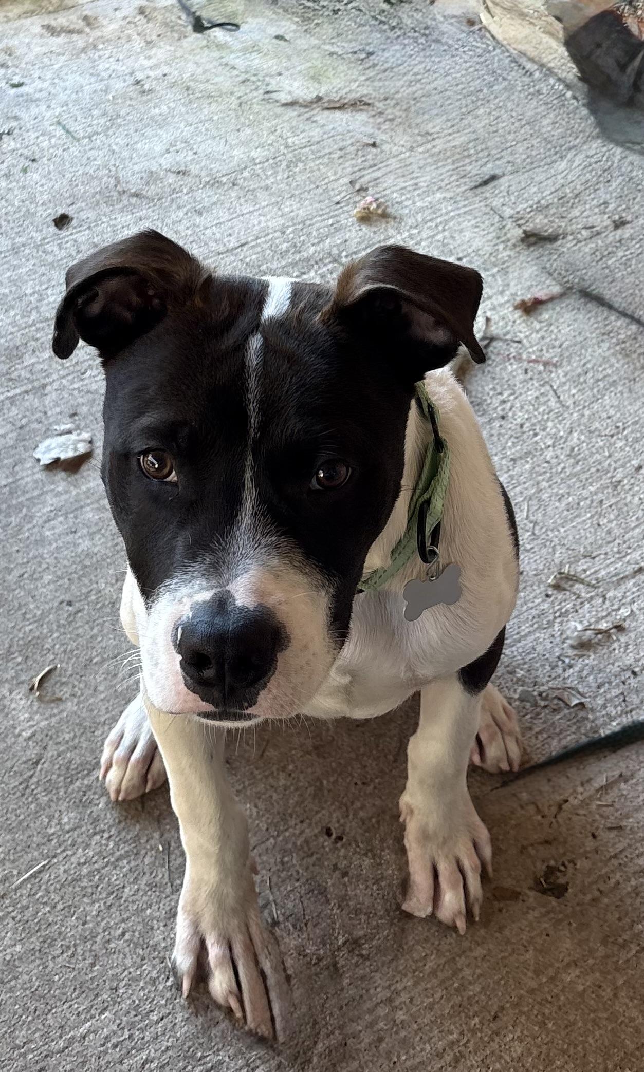 Caesar — thumbnail 5