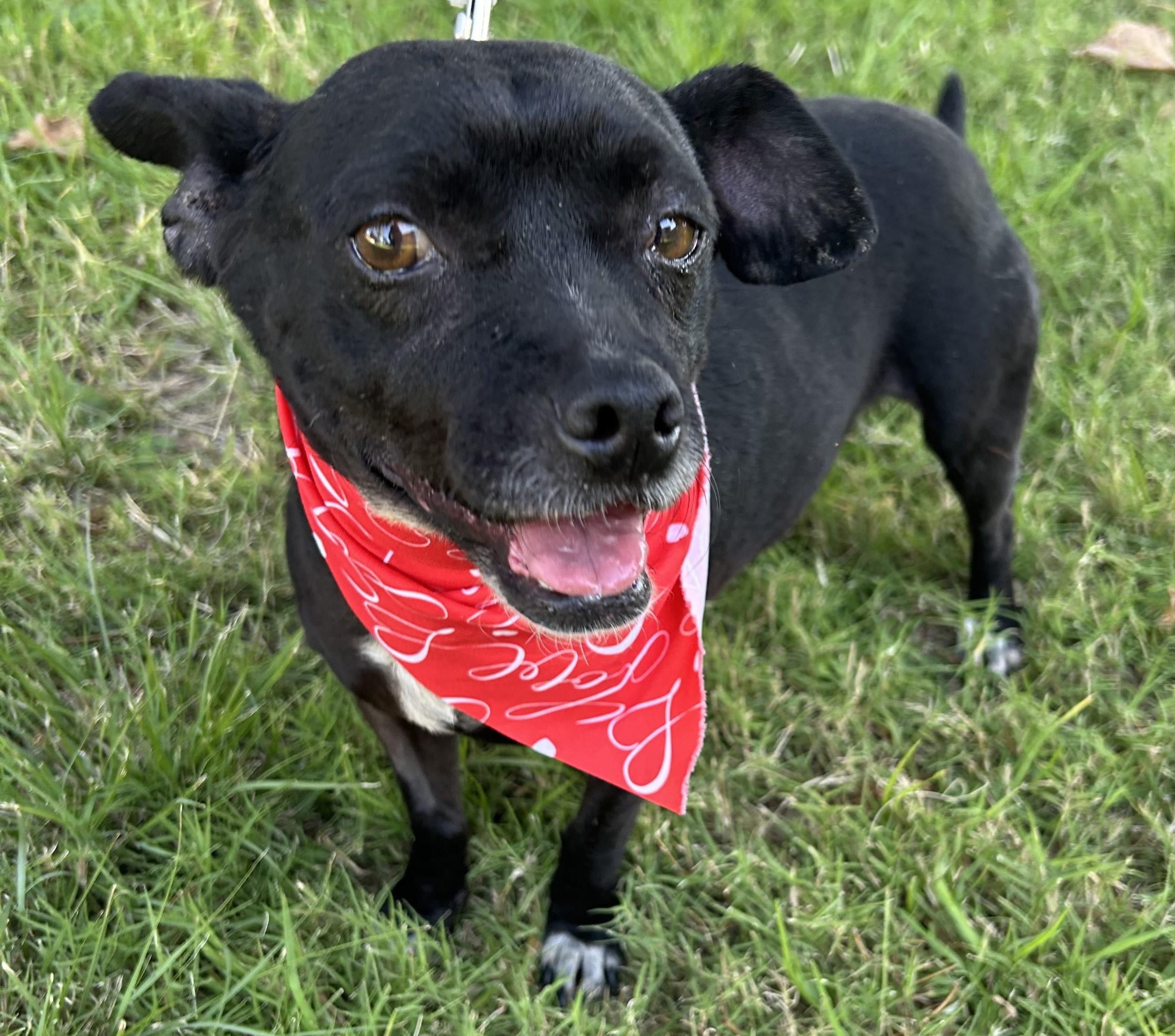 Enlarge INES, a ADOPTABLE mixed breed in Bell Gardens, CA image 3/6