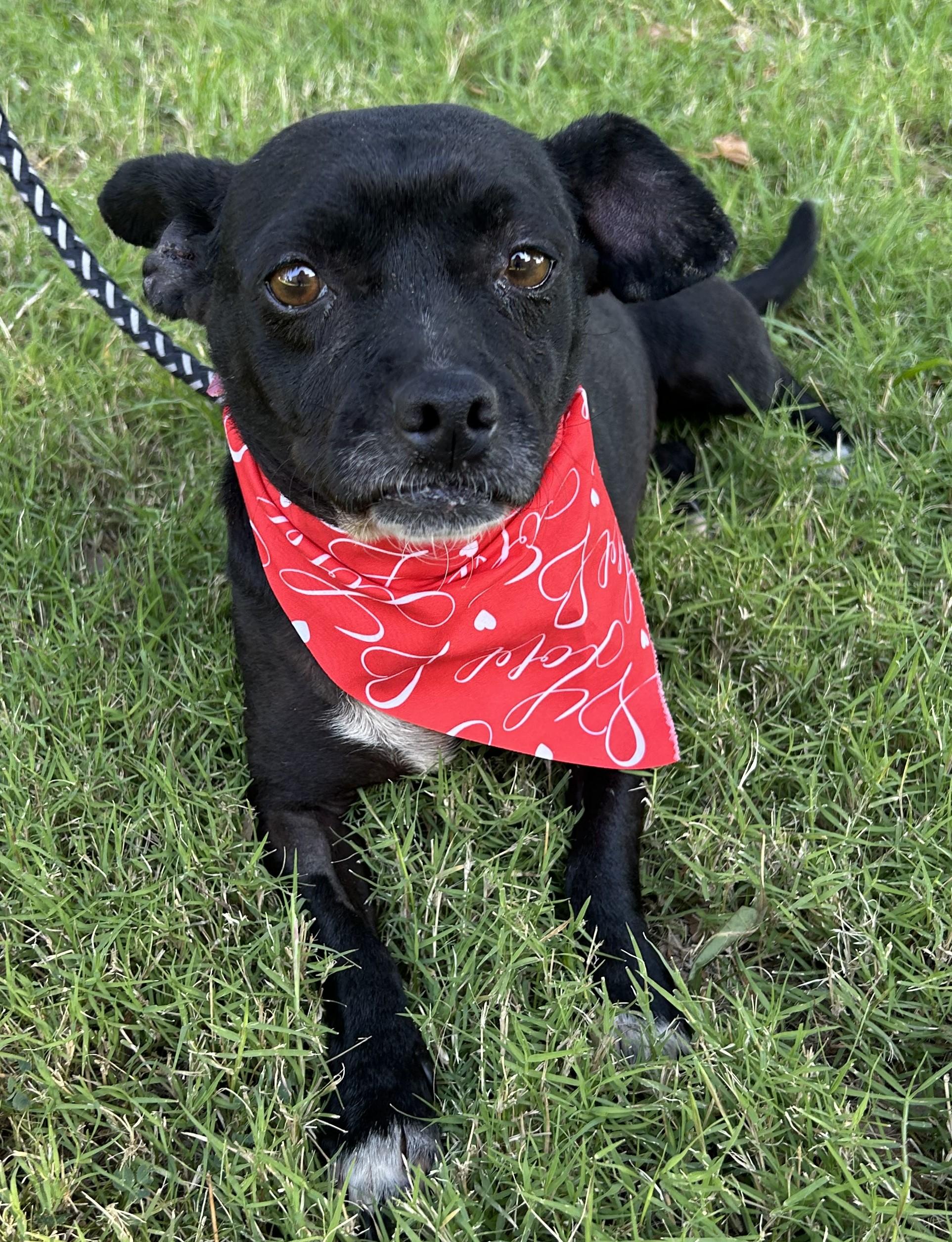 Enlarge INES, a ADOPTABLE mixed breed in Bell Gardens, CA image 5/6