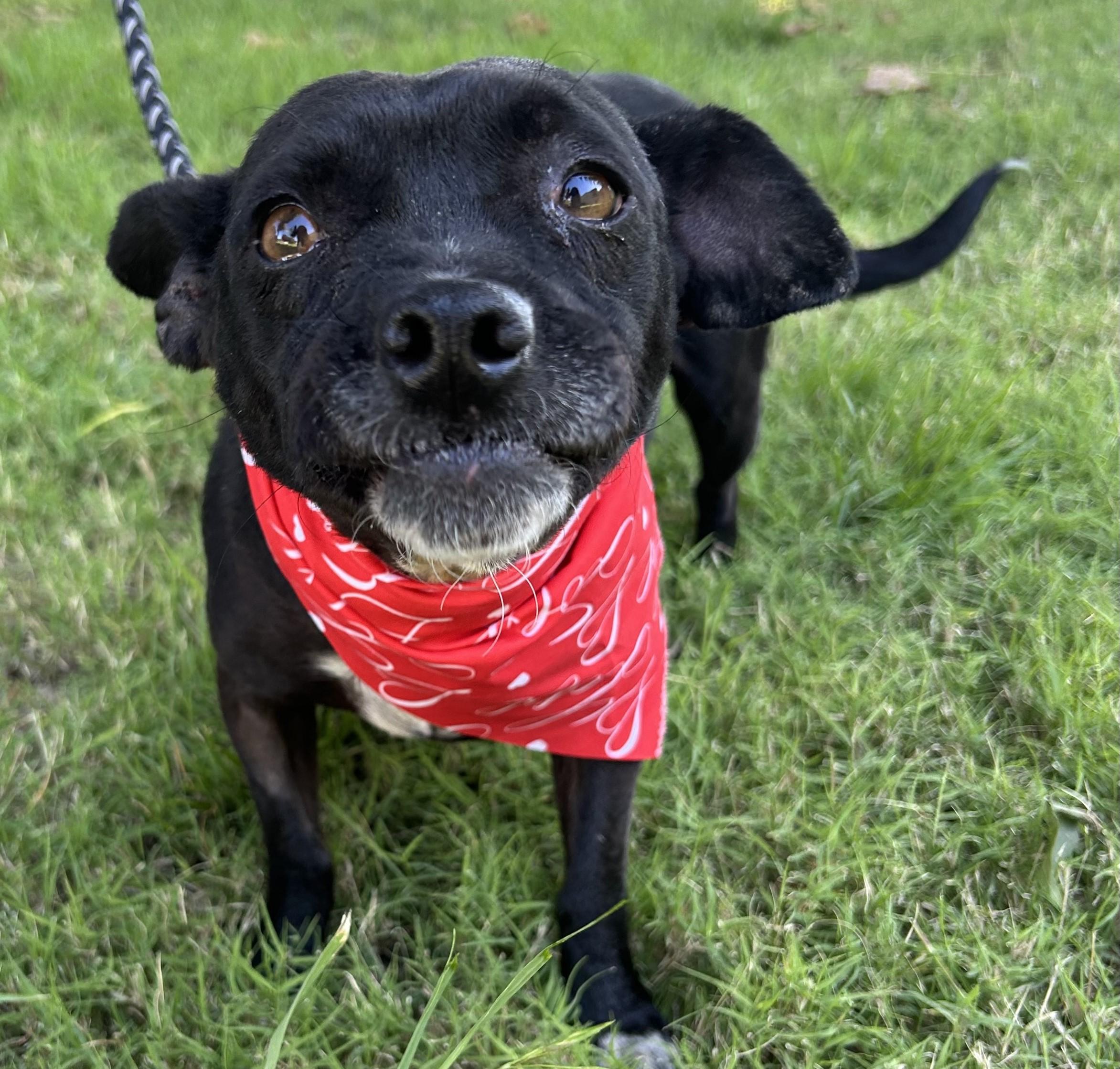 Enlarge INES, a ADOPTABLE mixed breed in Bell Gardens, CA image 6/6