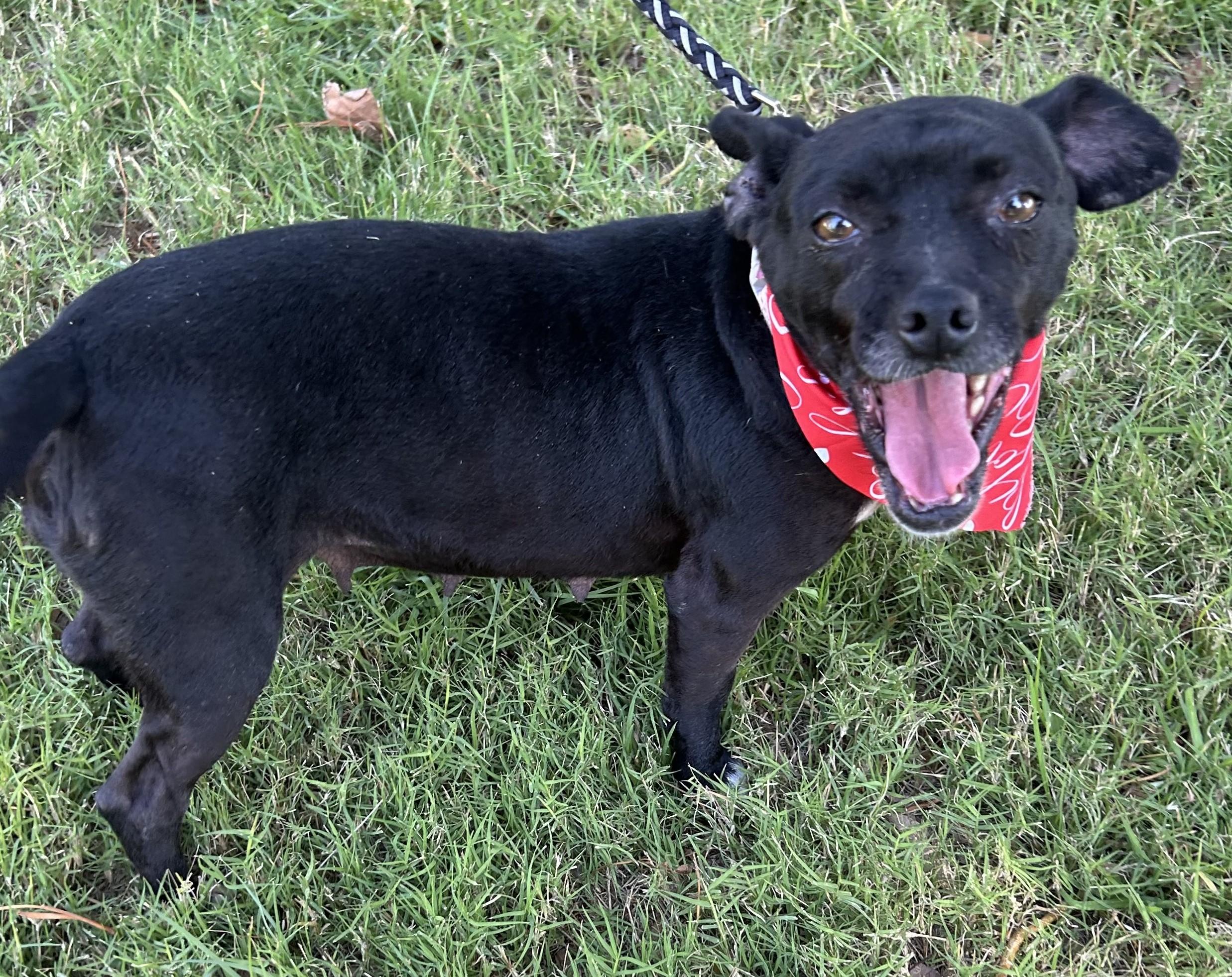 Enlarge INES, a ADOPTABLE mixed breed in Bell Gardens, CA image 4/6