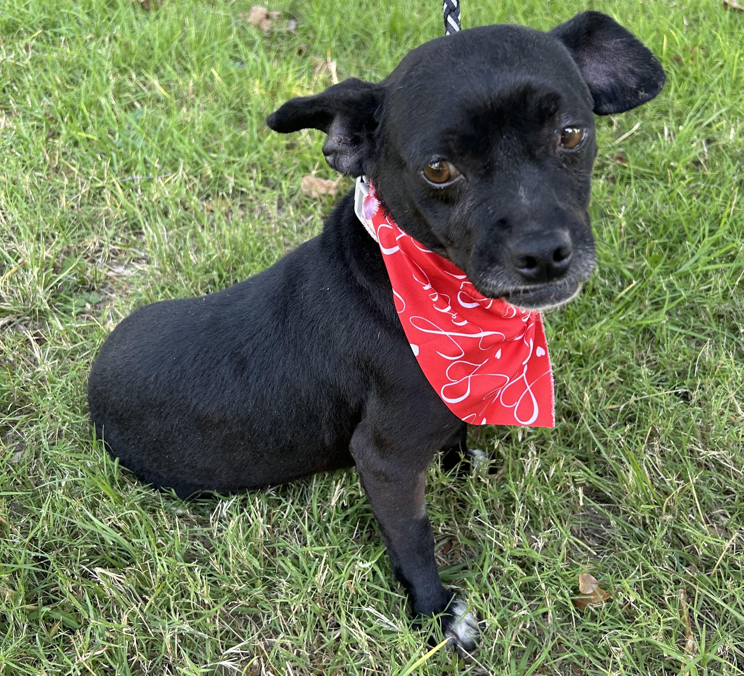 Enlarge INES, a ADOPTABLE mixed breed in Bell Gardens, CA image 2/6
