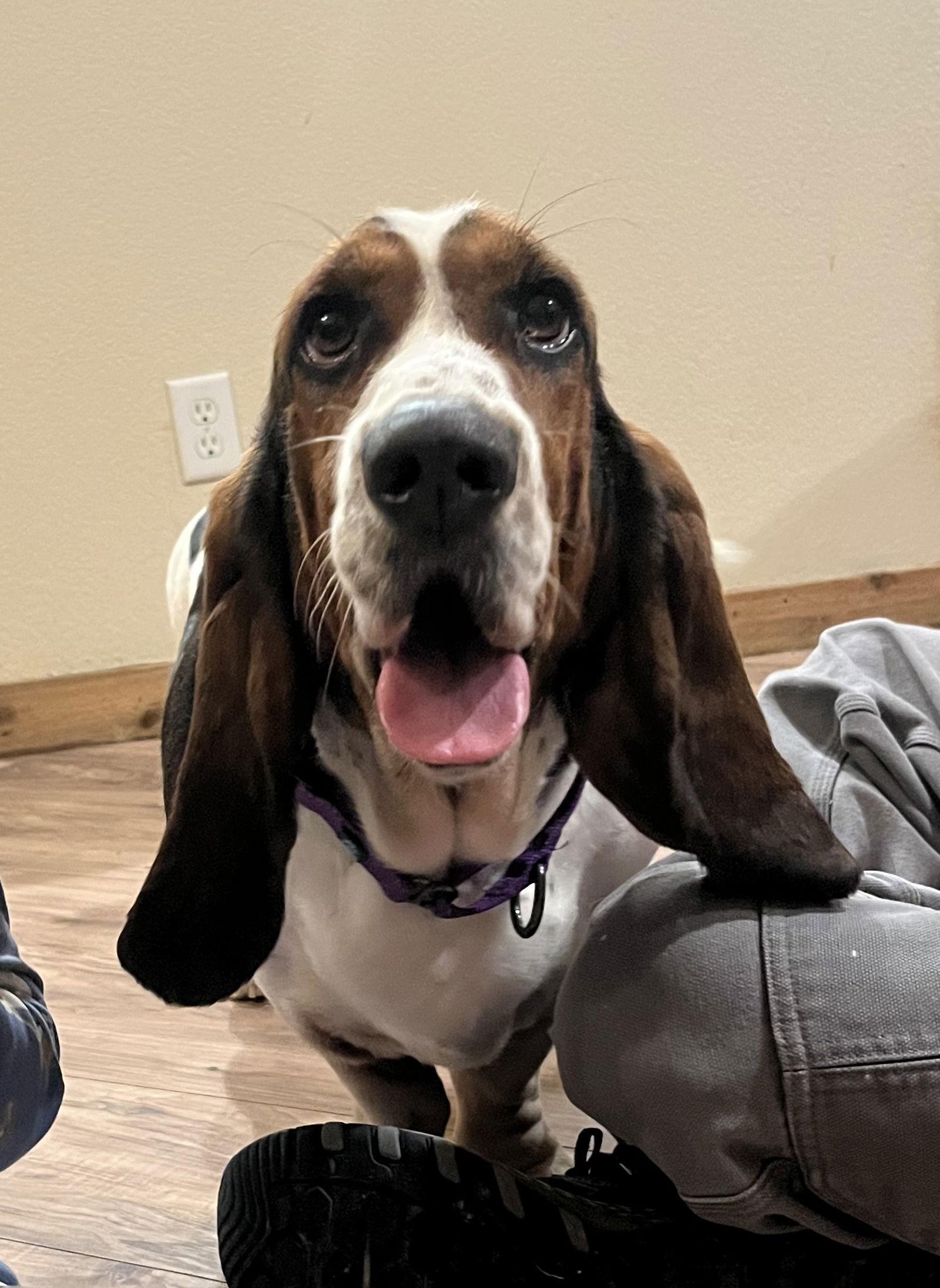 Enlarge Ruthie, a Adoptable Basset Hound in Grapevine, TX image 1/2