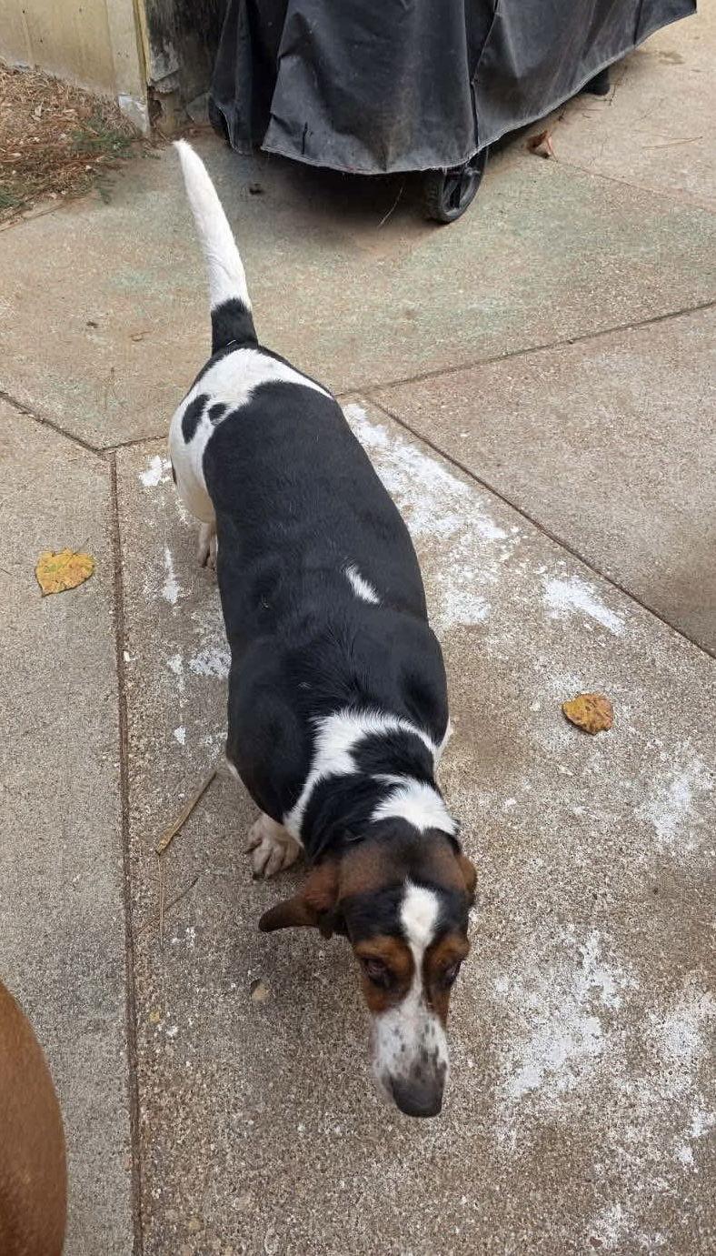 Enlarge Ruthie, a Adoptable Basset Hound in Grapevine, TX image 2/2