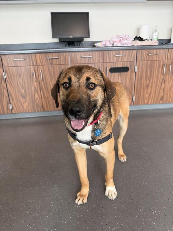 Asher, an adopted Mixed Breed in Truckee, CA image 2/3