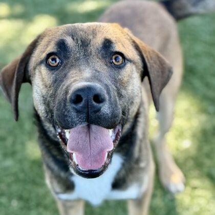 Asher, adopted, Young Male Mixed Breed.