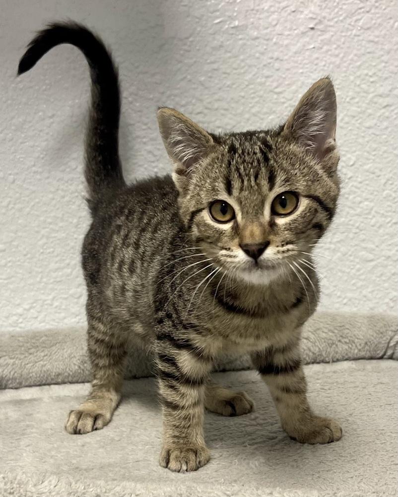Moe, Adoptable, Kitten Male Domestic Short Hair & Tabby.